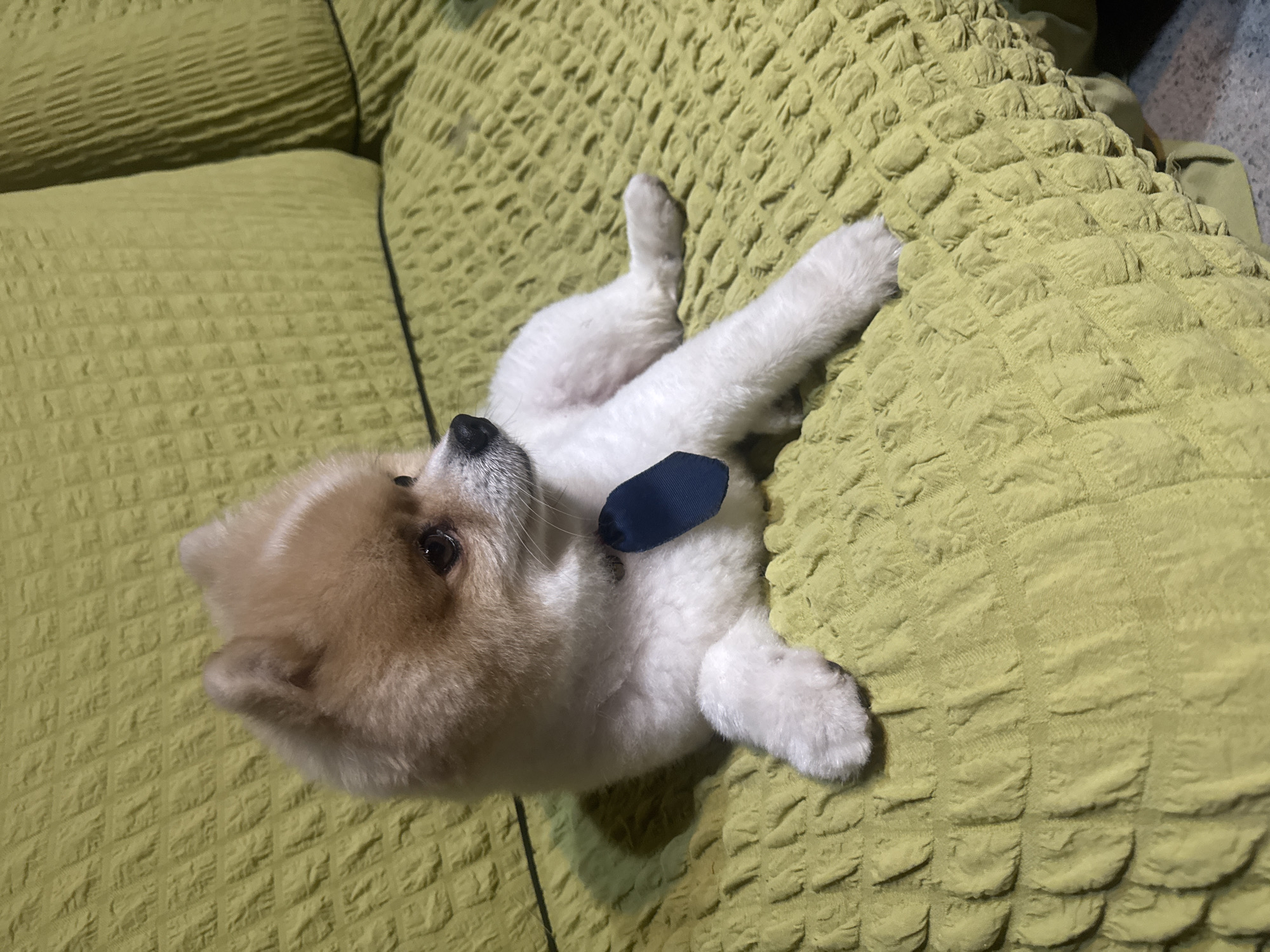 Pomeranian pampering and a chill backyard night in Abkhazia