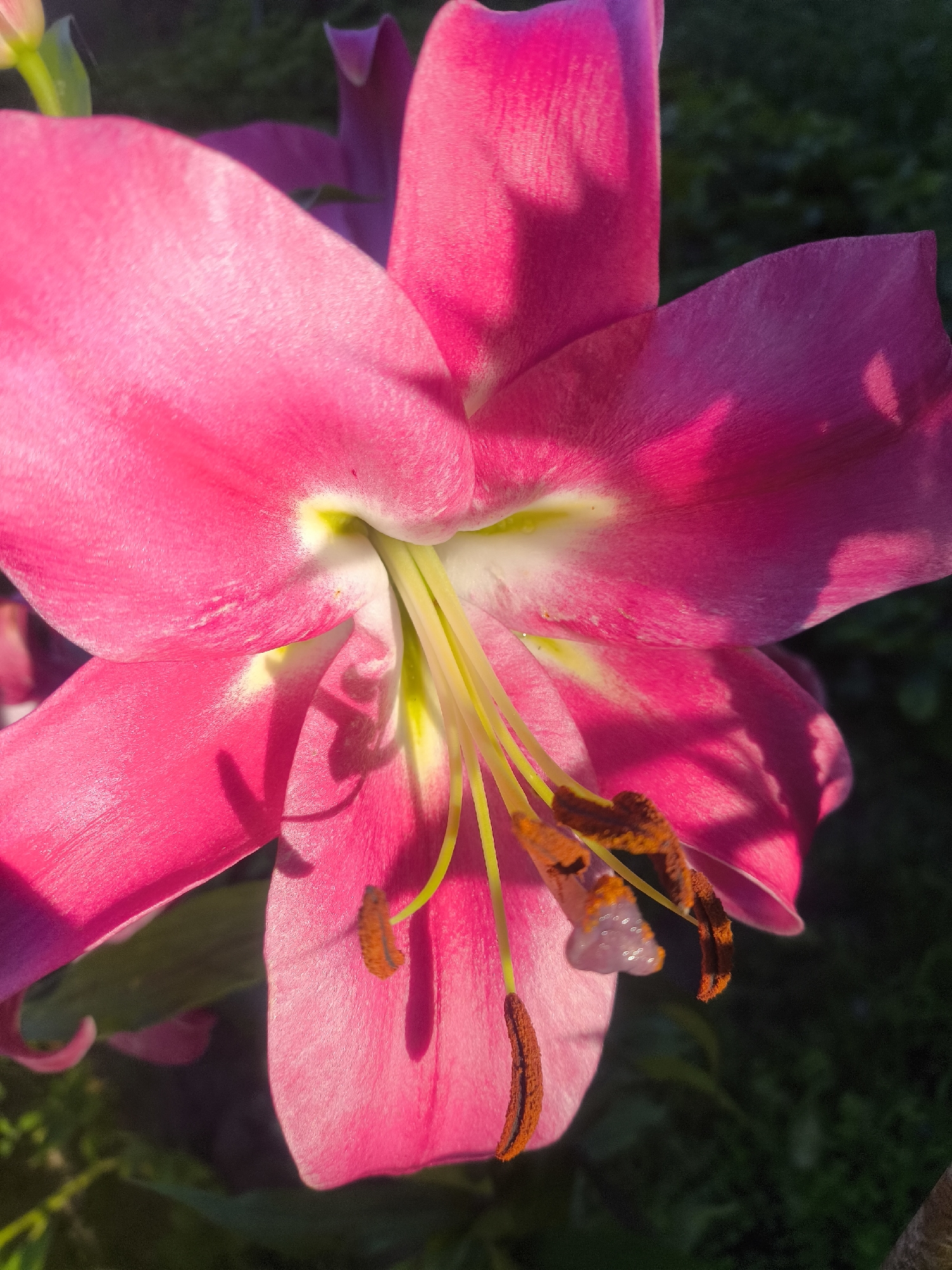 Close-up flower photography: lilies, dahlias, and sunflower fields