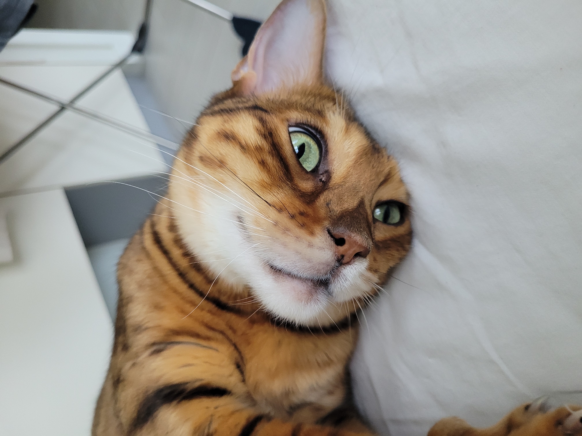 Bengal cat lounging indoors in Saint Petersburg