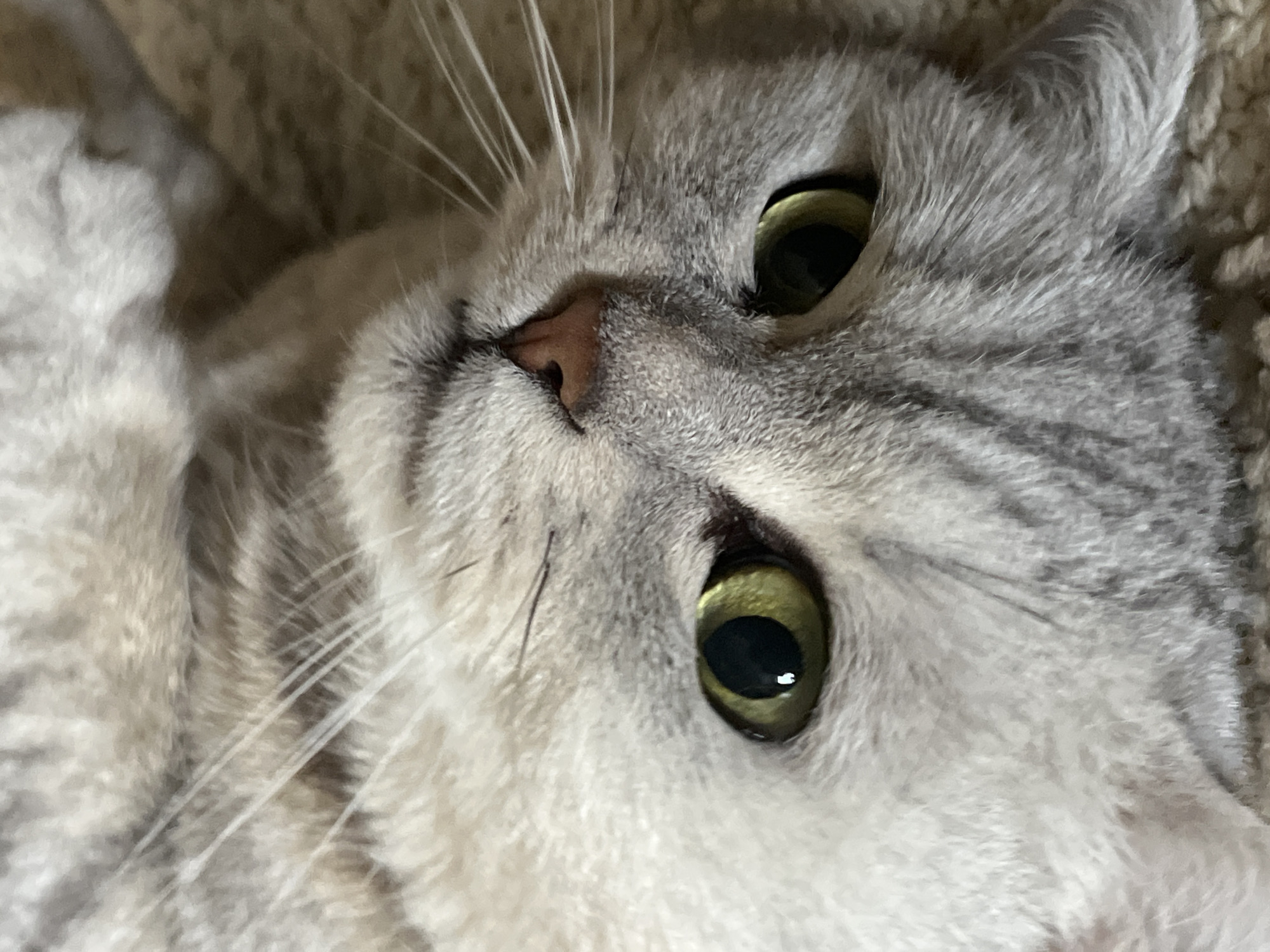 Woman documents morning routine with cat in Chaikovsky, Russia
