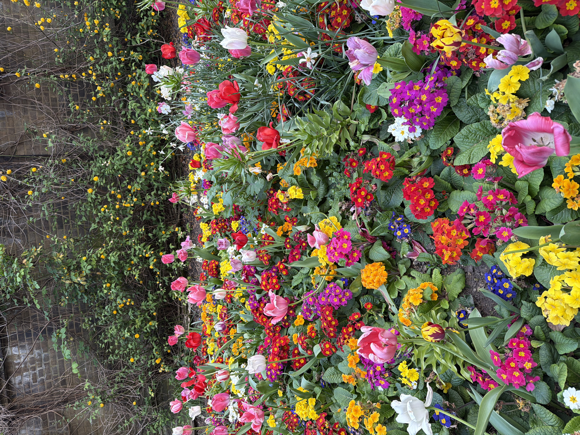 Spring flowers bloom as visitors enjoy St. James's Park