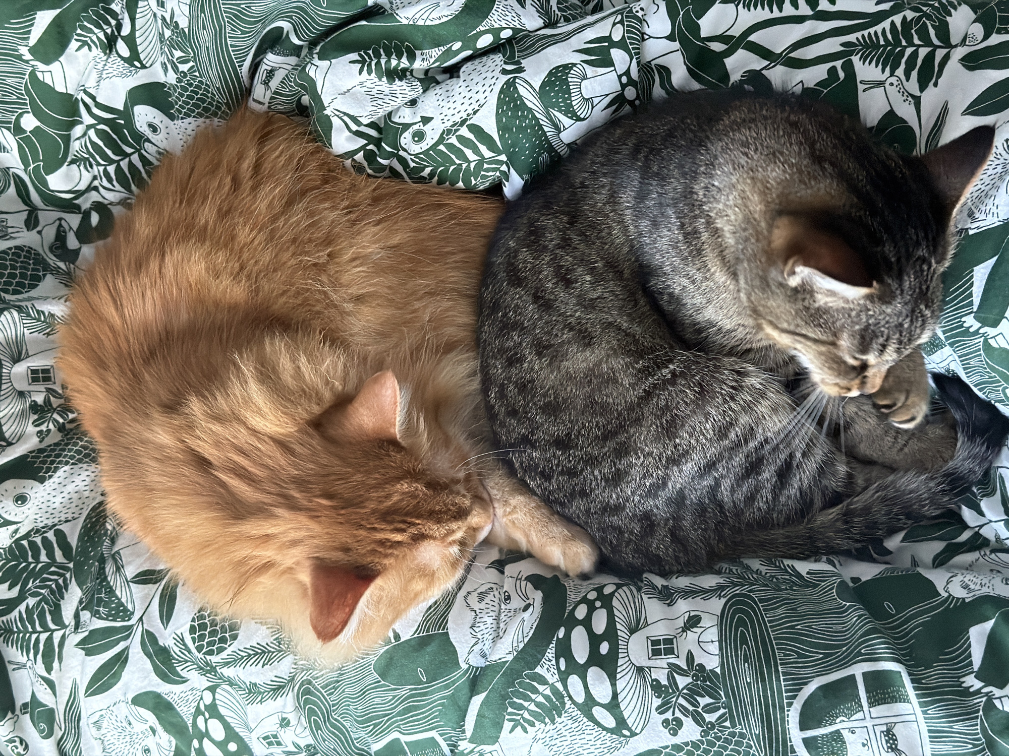 Two cats rest on patterned bedding in Belgrade
