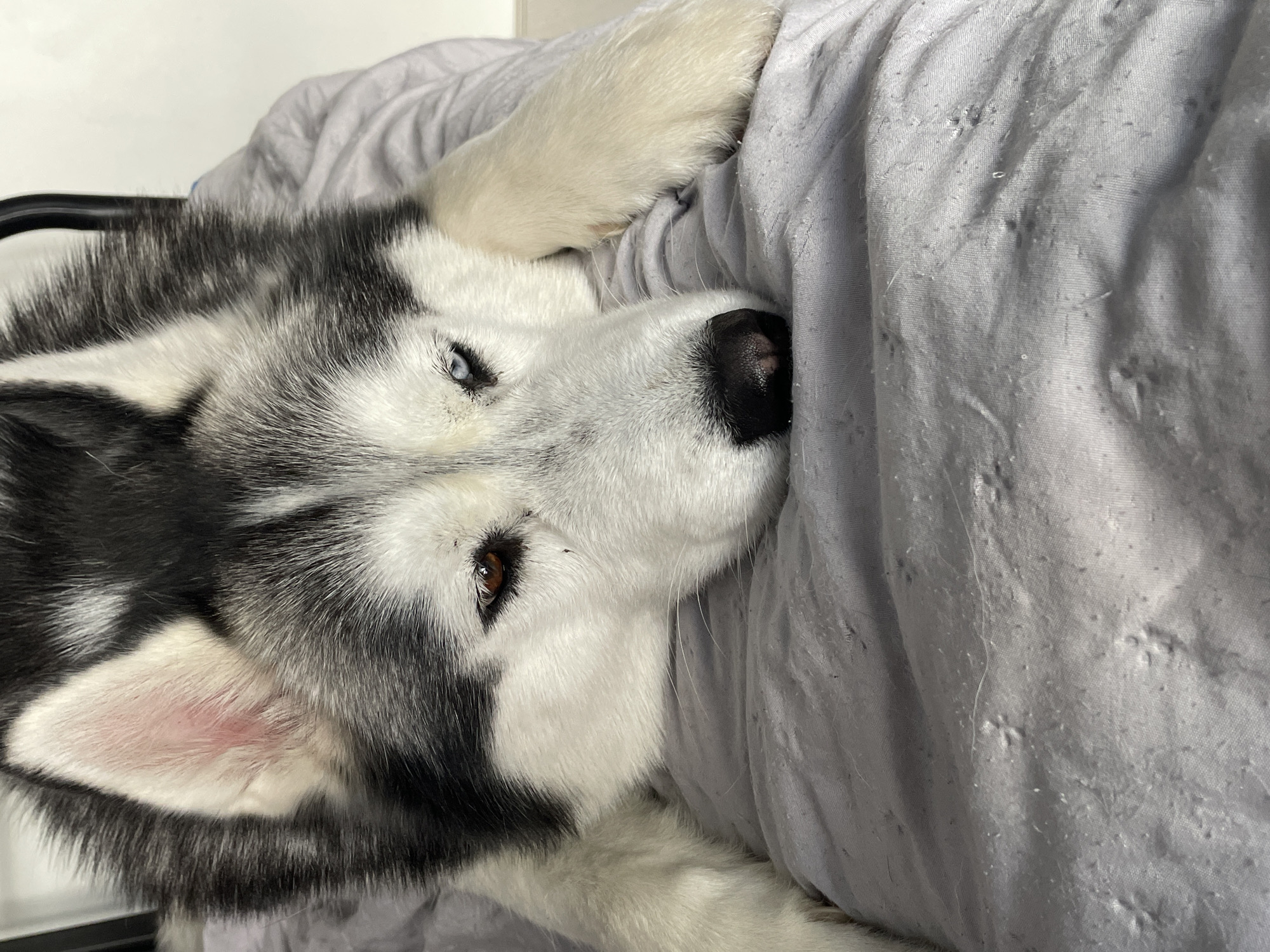 Husky with heterochromia relaxes and yawns indoors