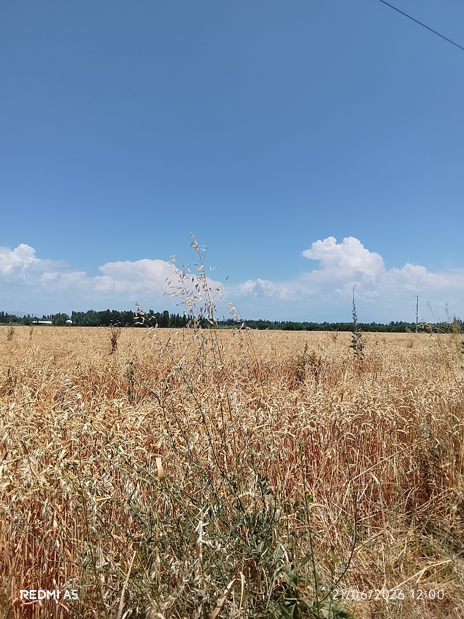 Summer morning across wheat fields and open sky in Ozod