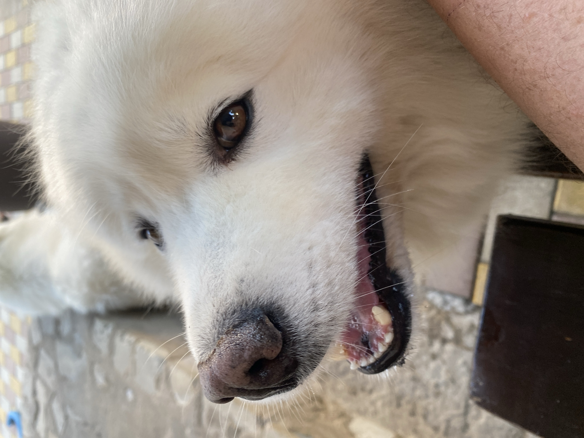 Samoyed takes it easy on a brick patio