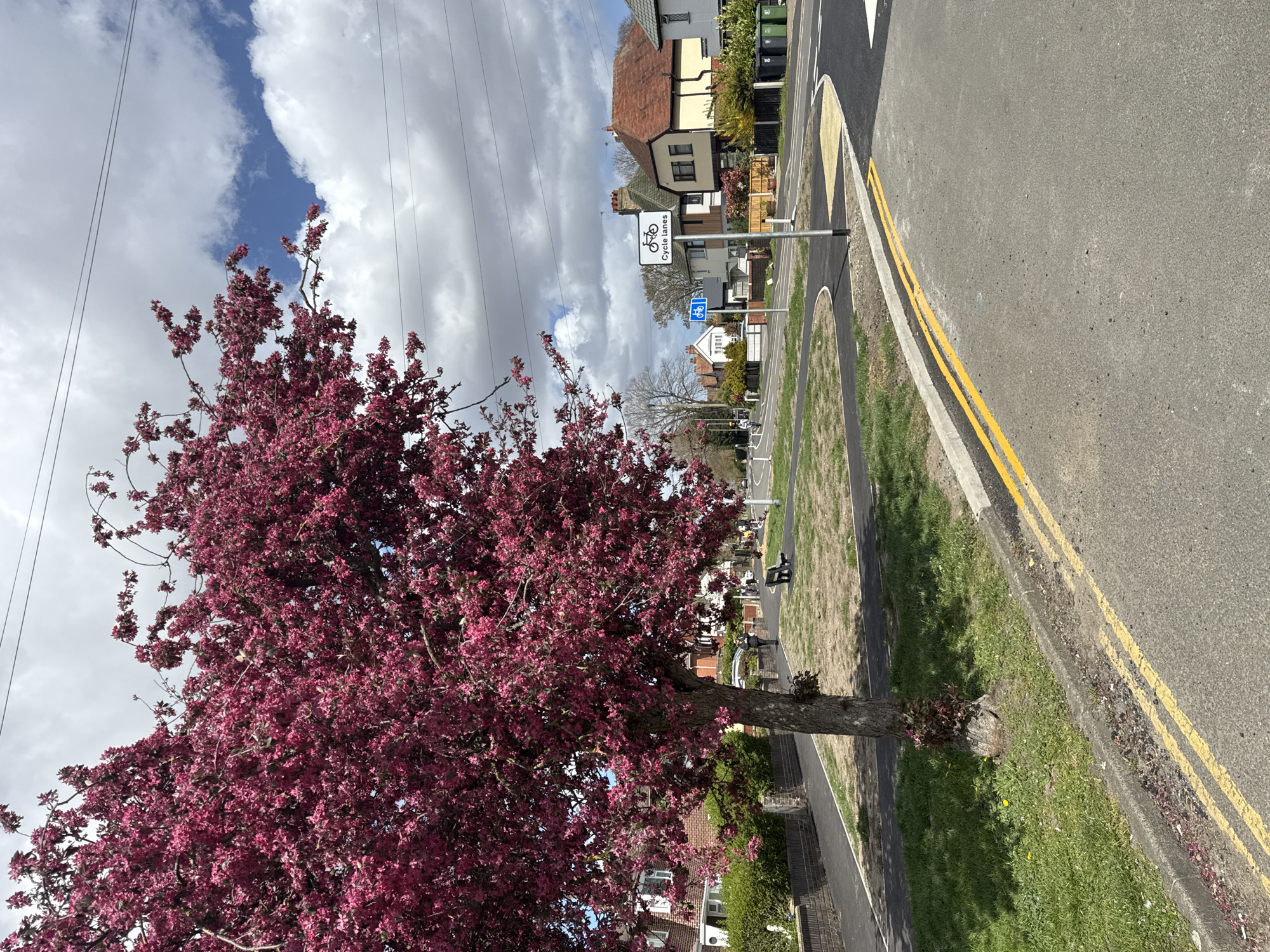 Spring blossoms observed on Gorleston-on-Sea street scene