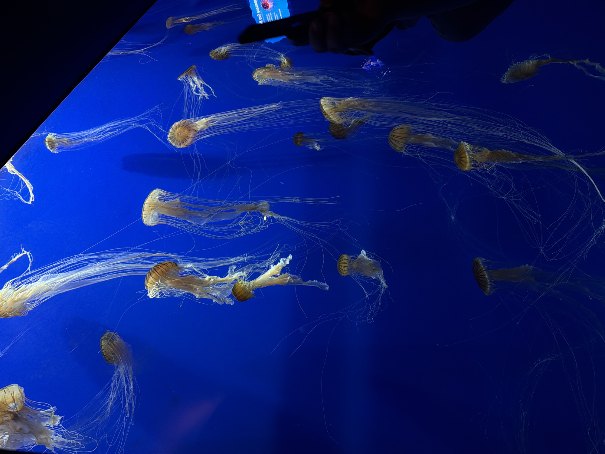 Evening visitors document marine exhibits at Georgia Aquarium