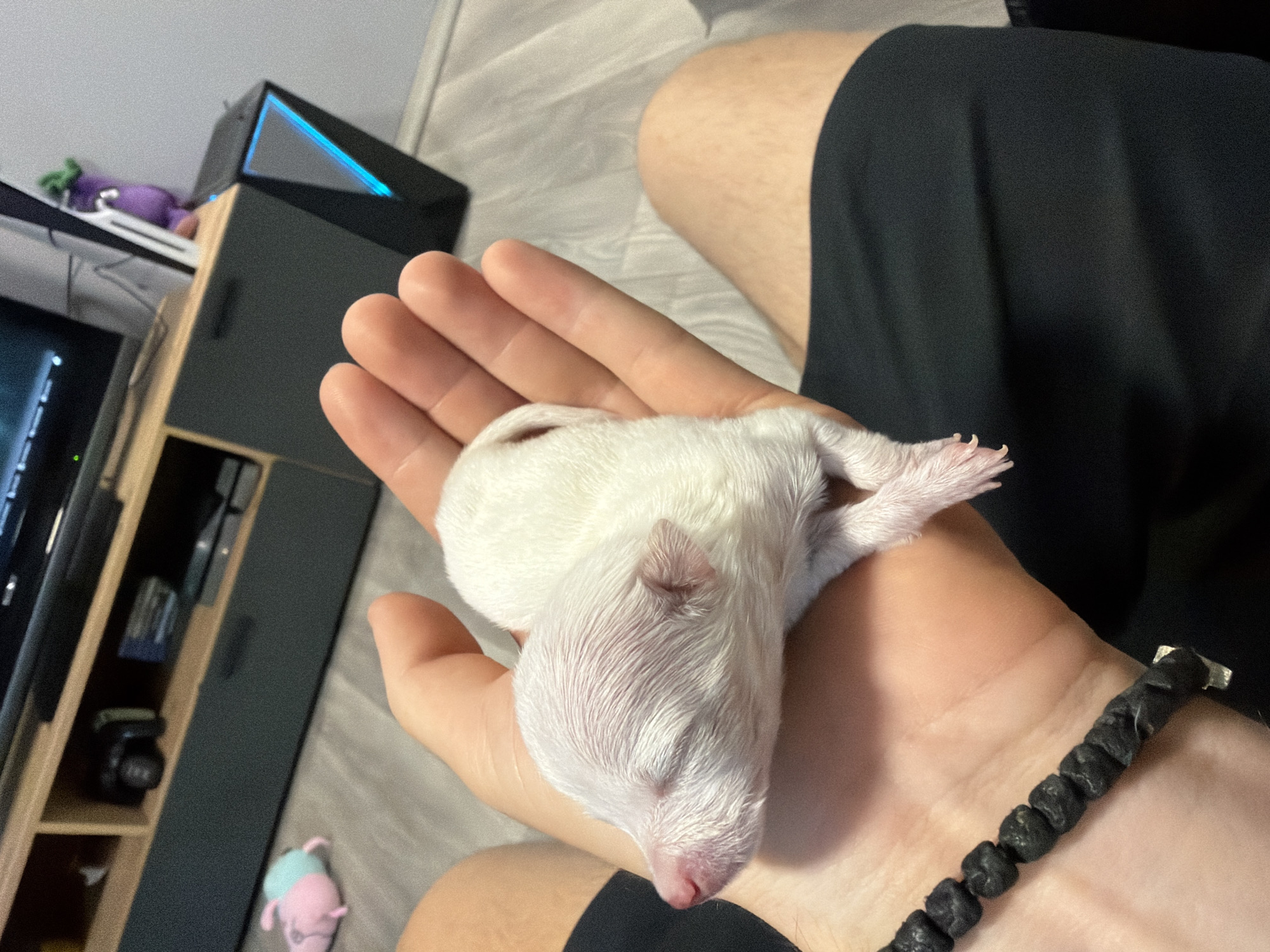 Newborn white puppy, first hours of life, Sofia suburb