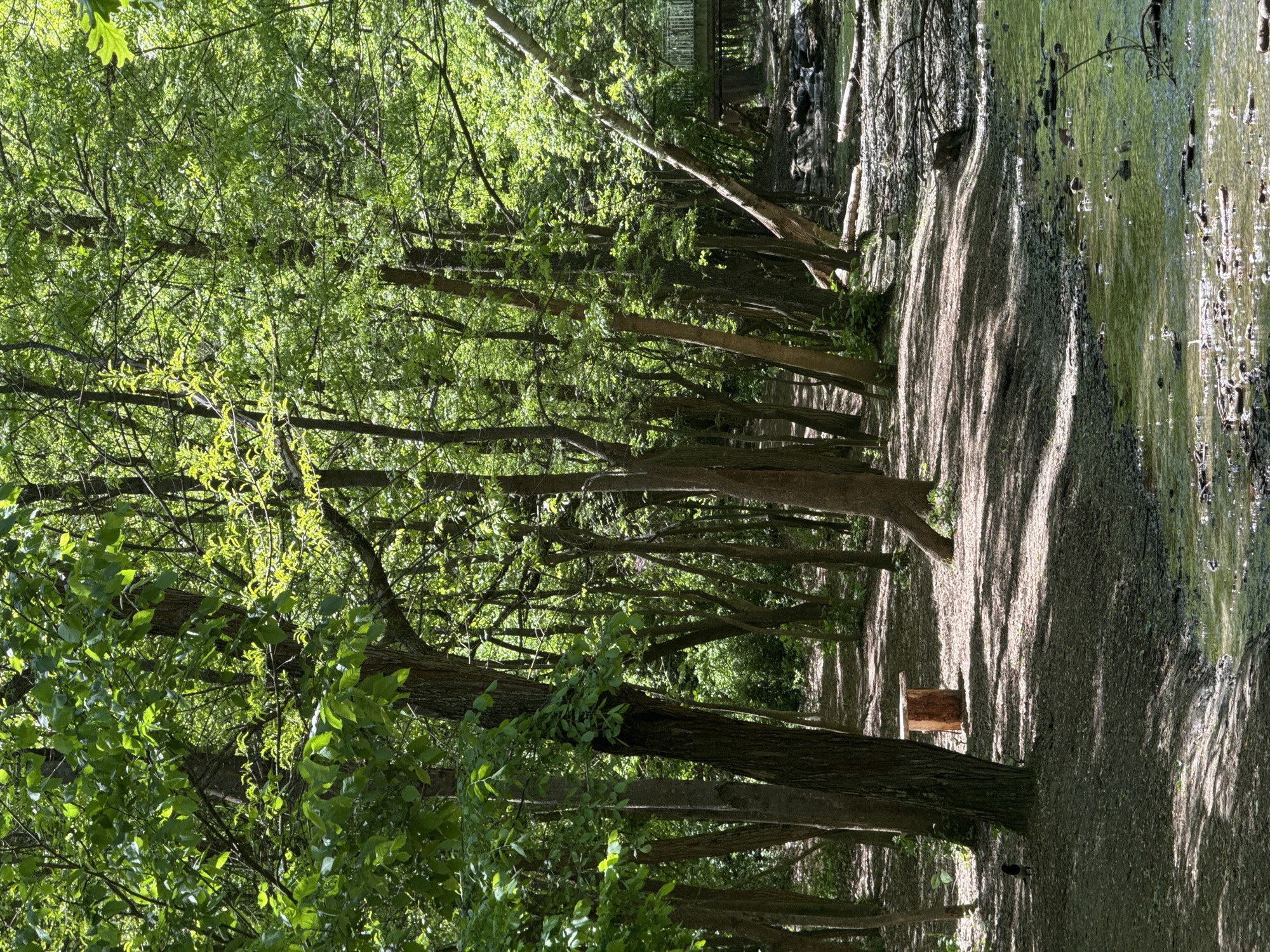 Morning park walk with dog documented across Sofia, Bulgaria