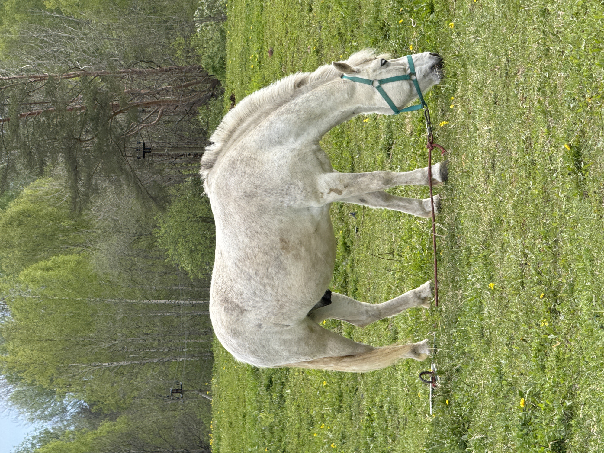 Woman tends to horses at Russian equestrian facility