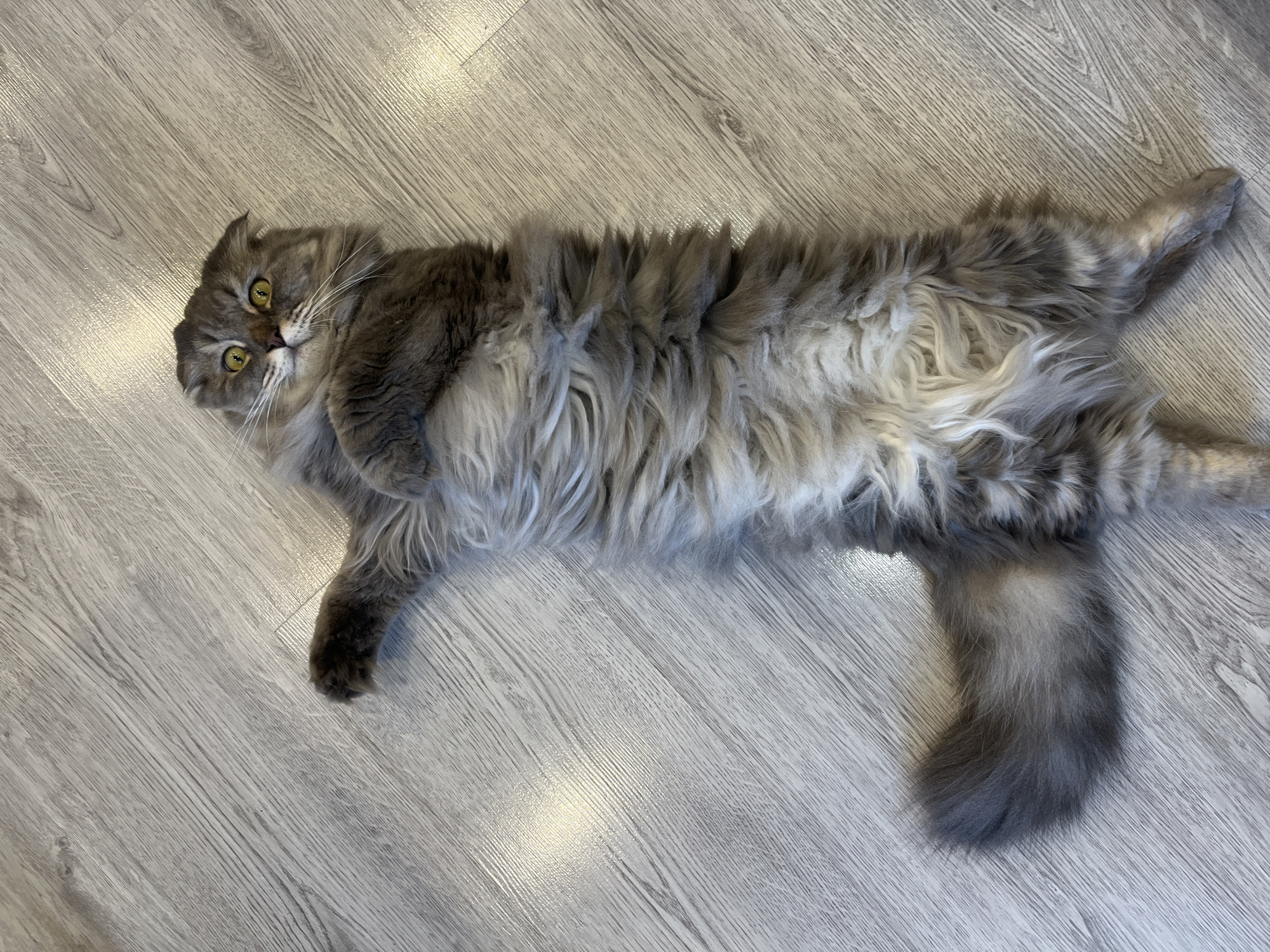 Grey folded-ear cats relaxing on a wooden floor