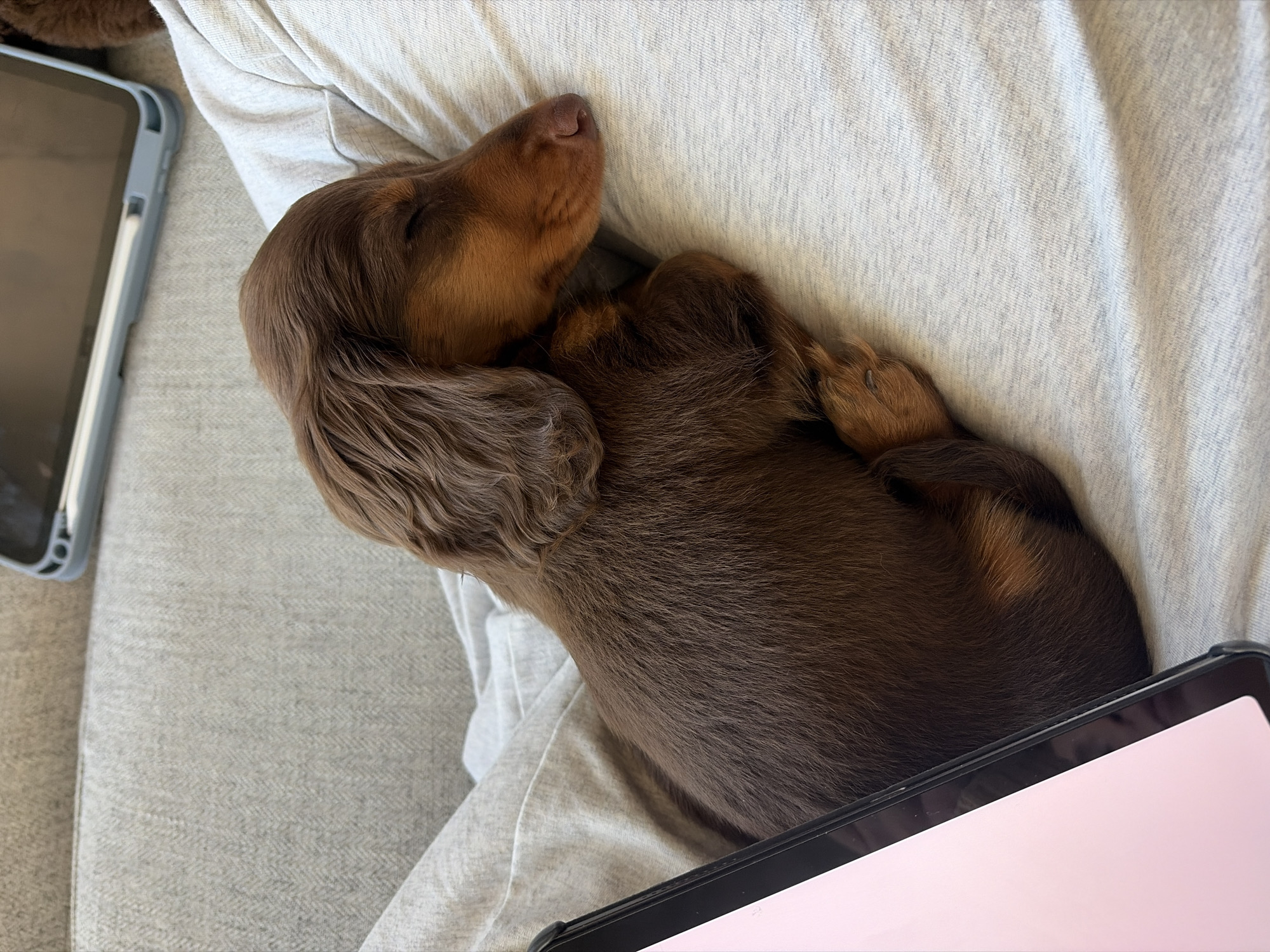 Man with dachshund puppy spotted in Montreal afternoon