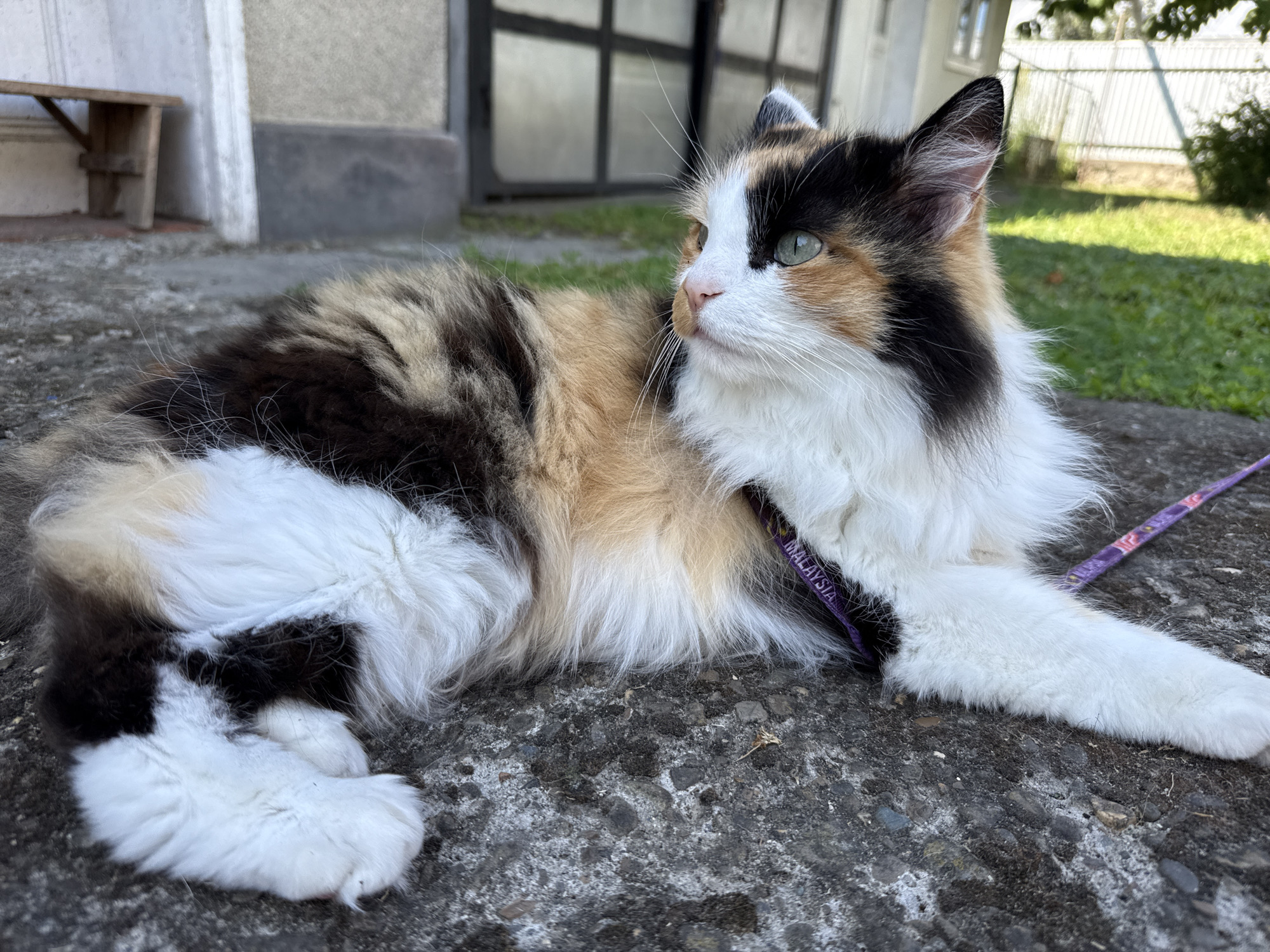 Calico cat in a purple harness hangs outside near a building.