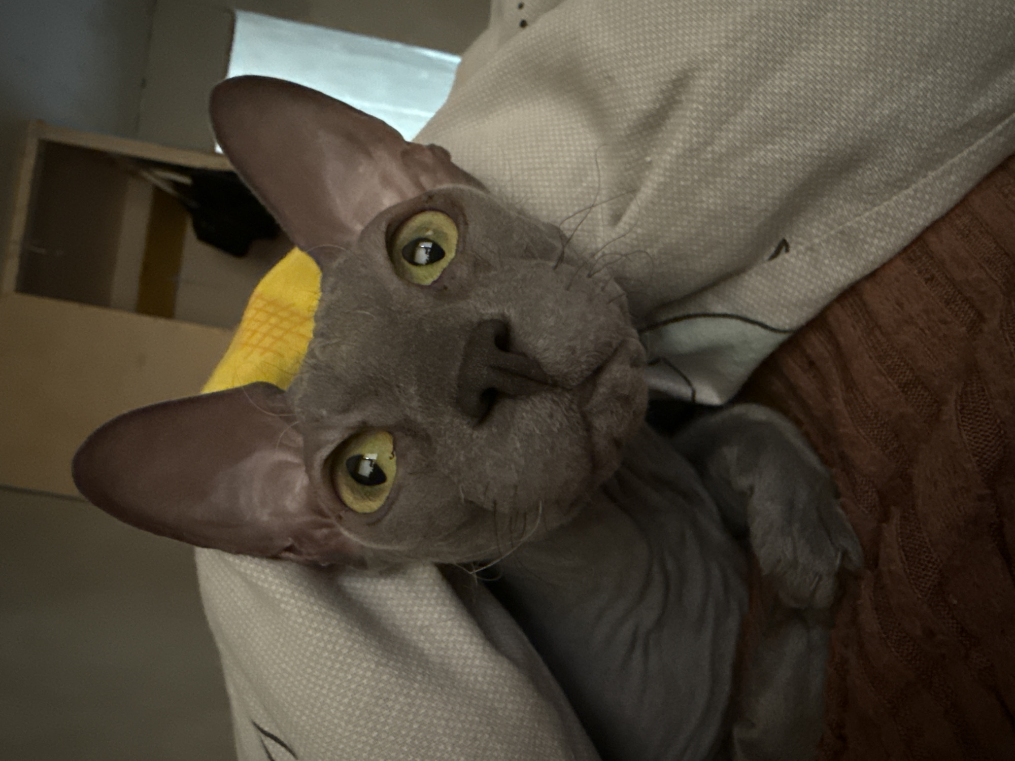 Sphynx cat enjoys quiet morning moments in Votkinsk home