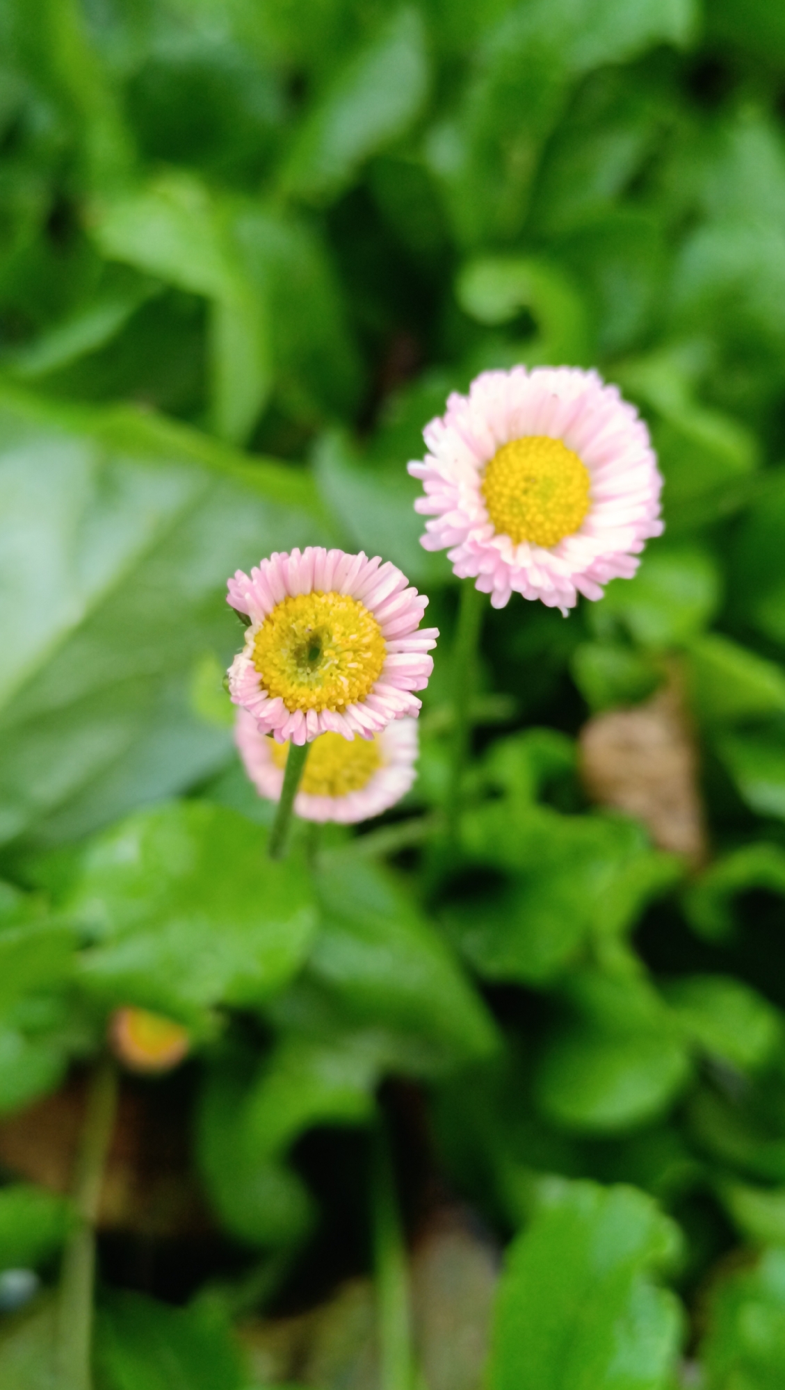 Rain-wet garden flowers in close-up, Karsha, Russia