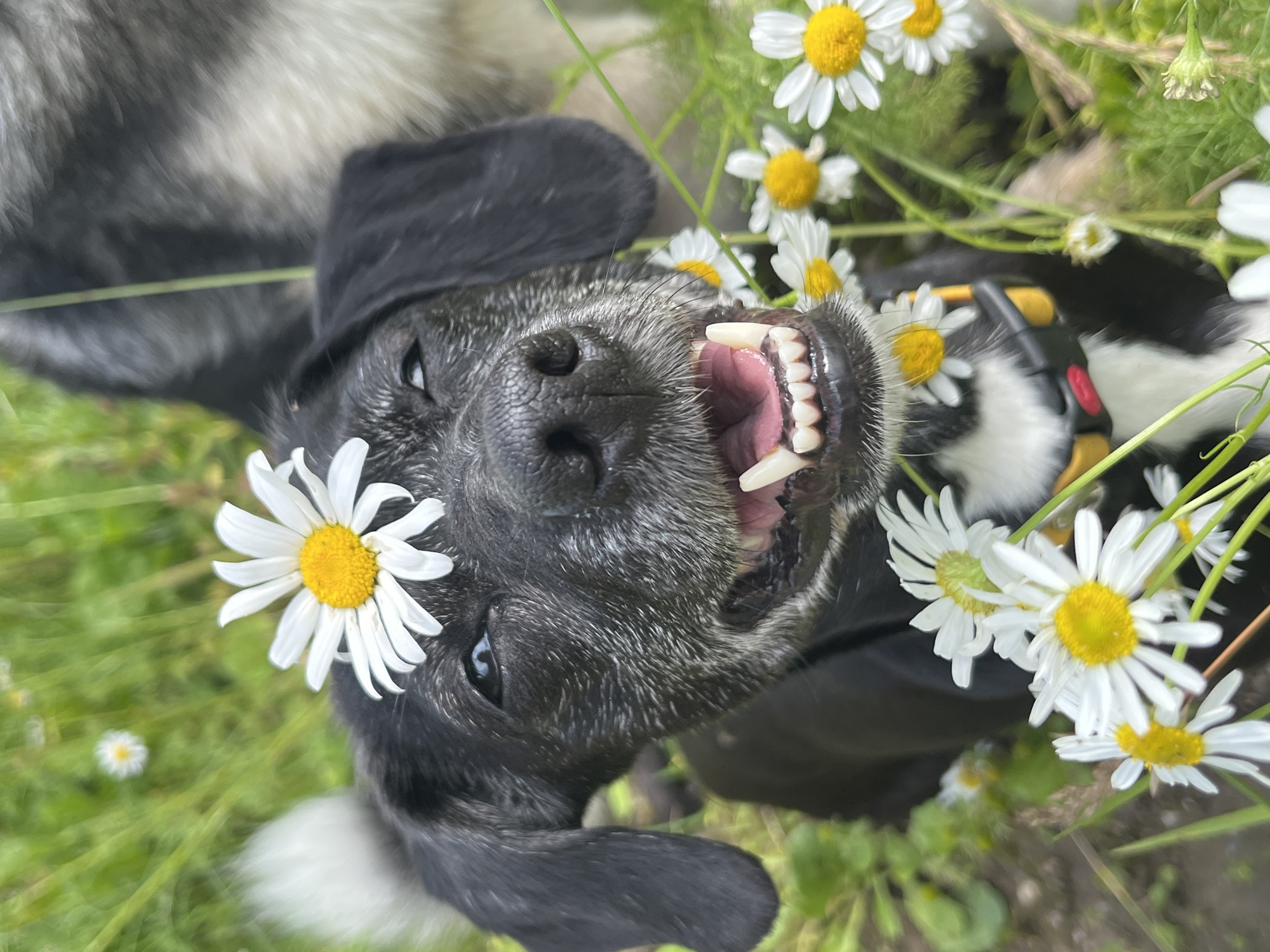 Dogs with daisies on their heads in a Russian field
