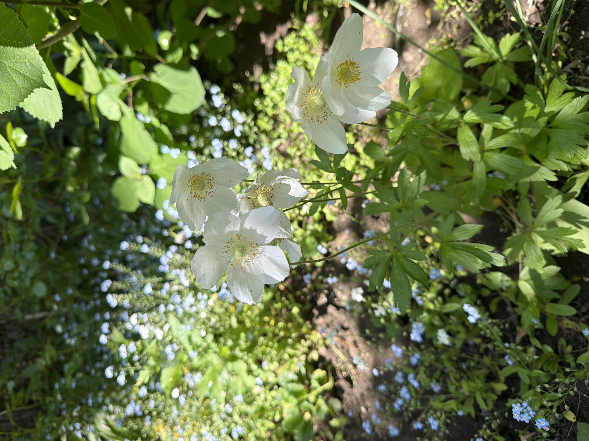 White flowers bloom in Moldovan garden setting
