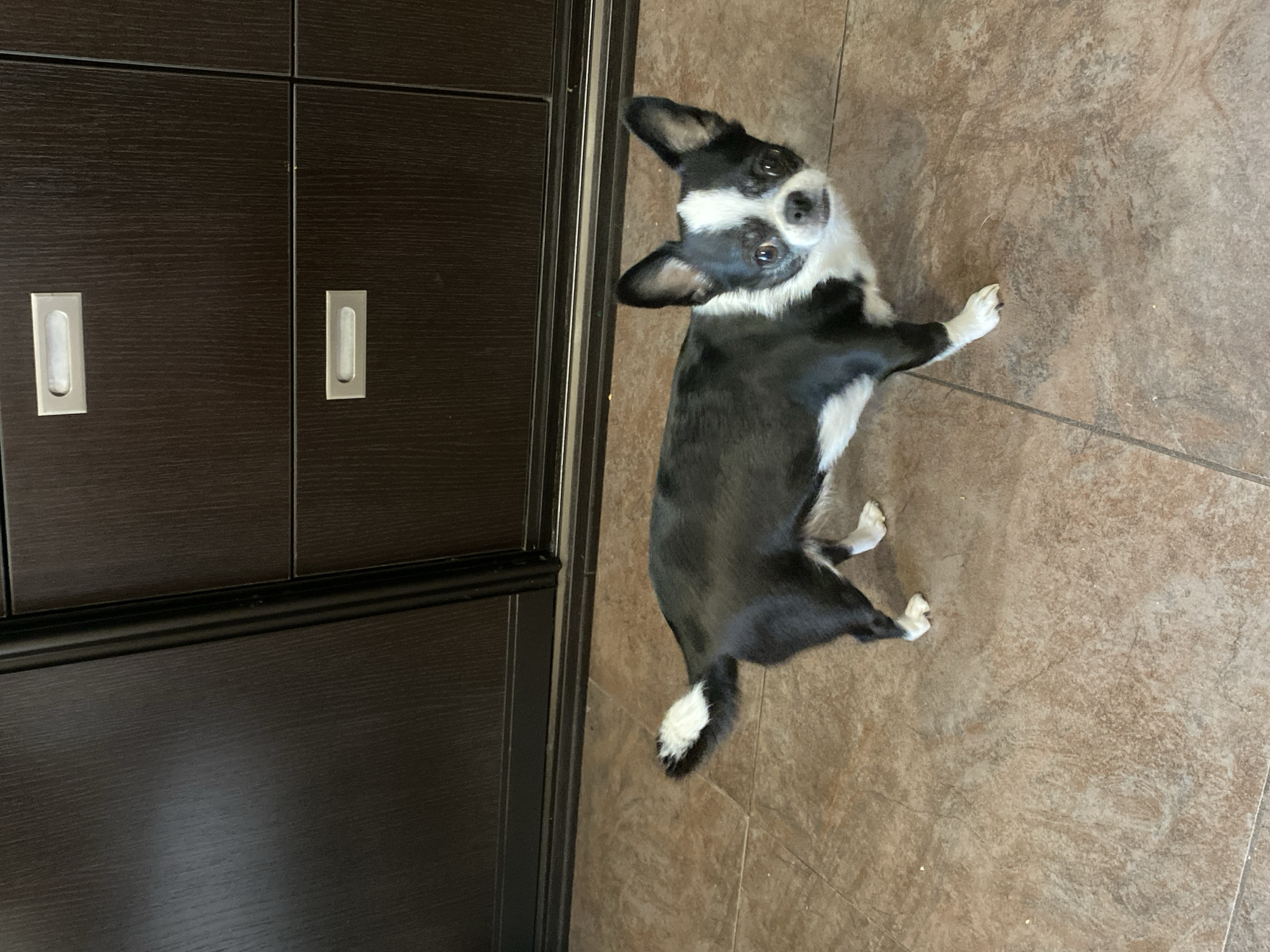 Home pets lounging: Boston Terrier moments and a backyard aquarium