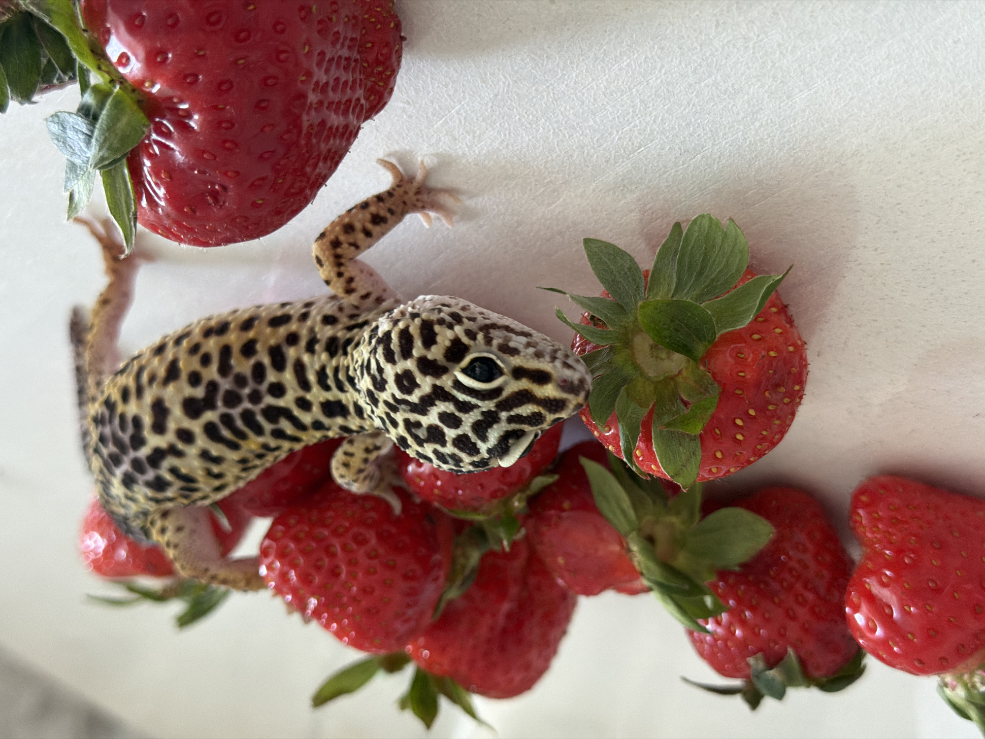 Leopard gecko meets strawberries as children document moment in Russia
