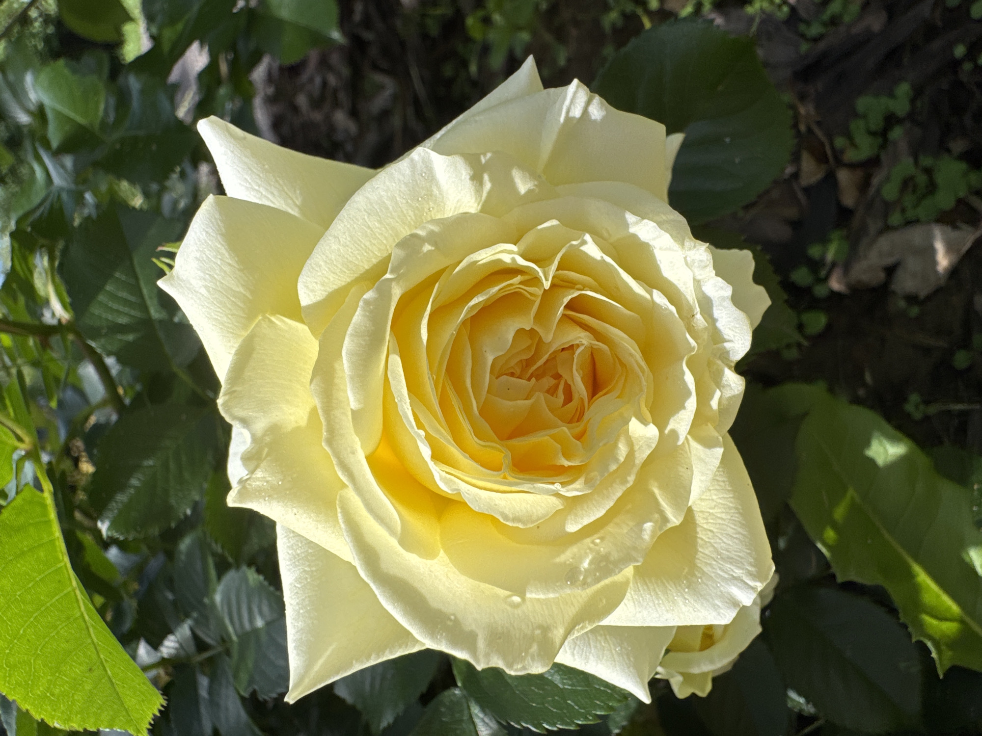Summer garden morning: roses, cherries, cats, and yard work in Steklyannyi