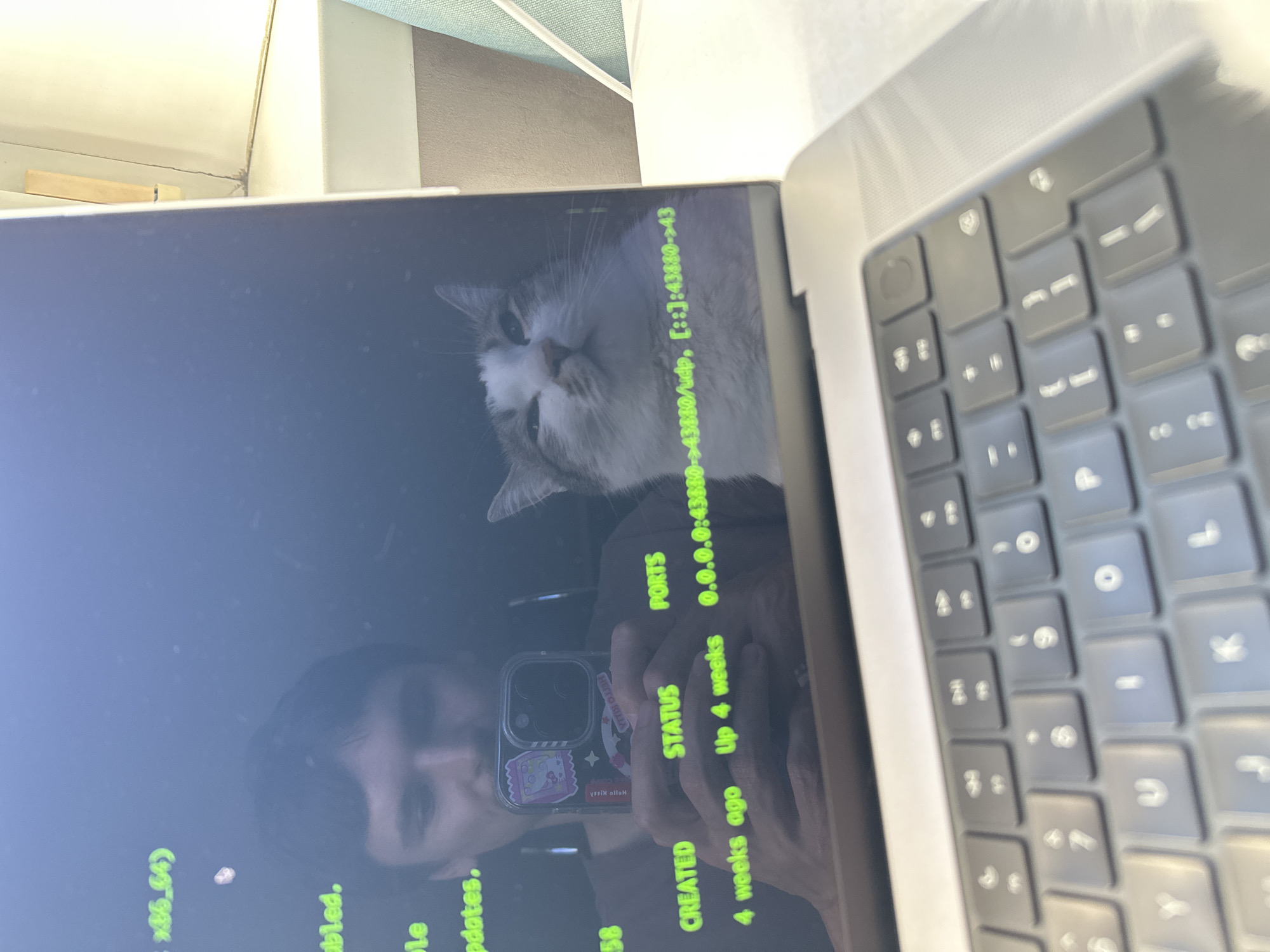 Cat observed in various indoor positions during morning in Krasnoyarsk