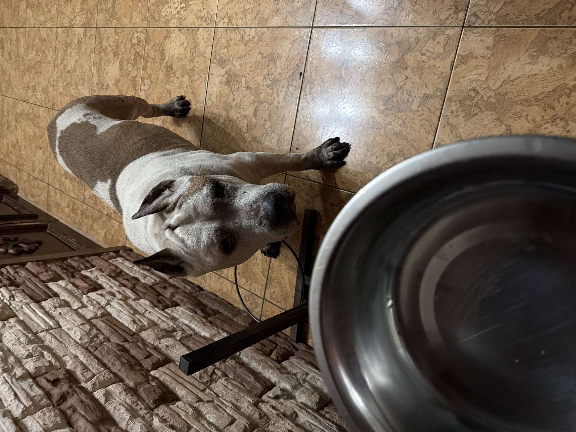 Dog rests and drinks from bowl on tile floor