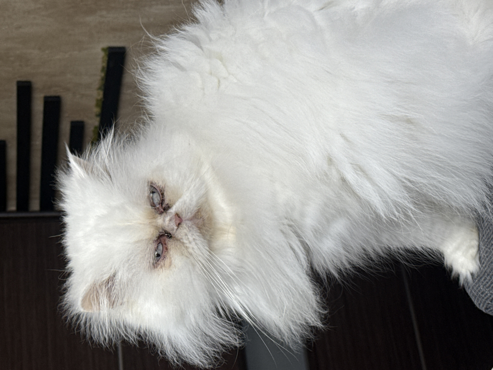 White Persian cat plays with owner on sofa in Burgas