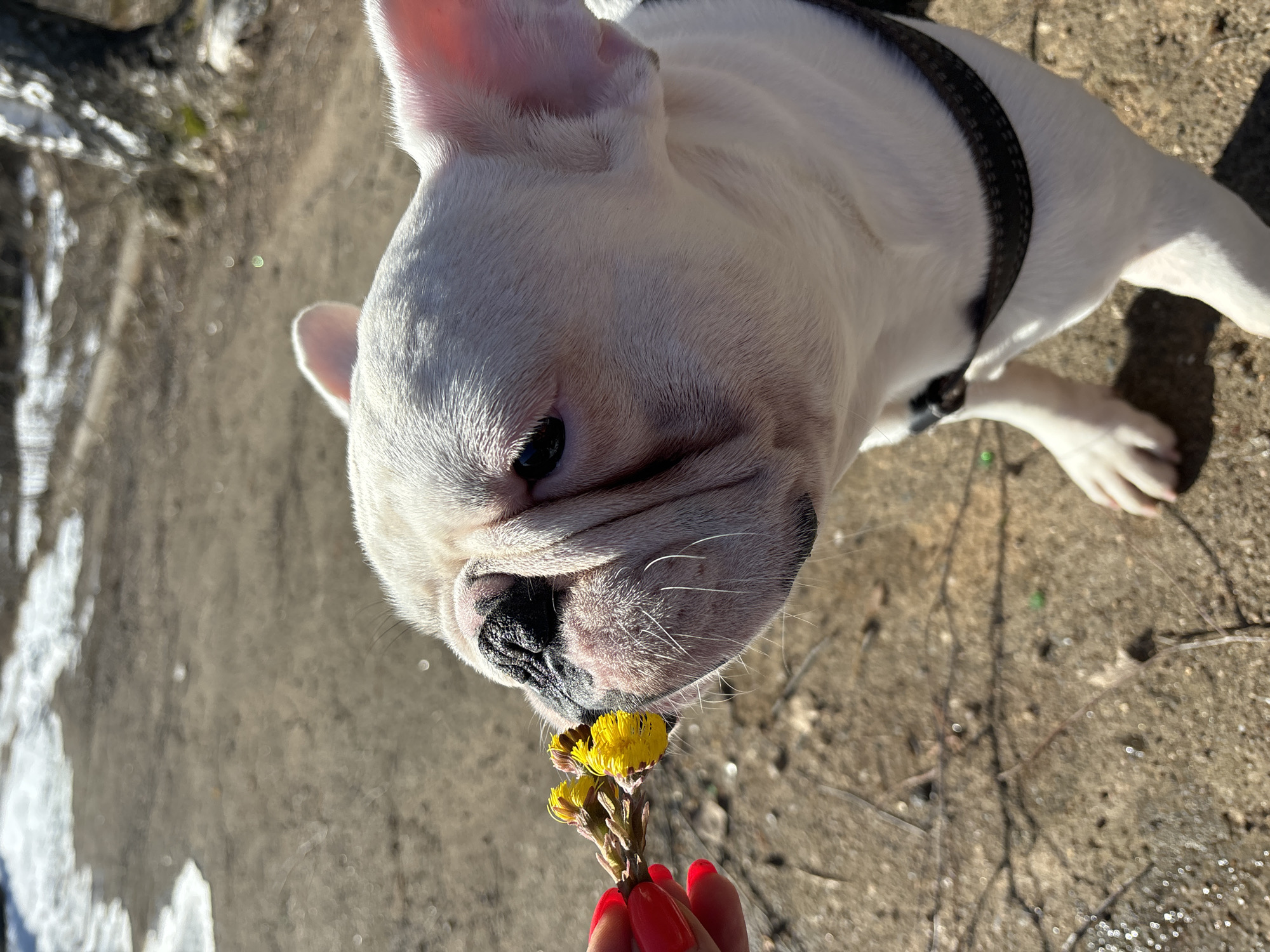 Person shares yellow flowers with French bulldog in Chaikovsky