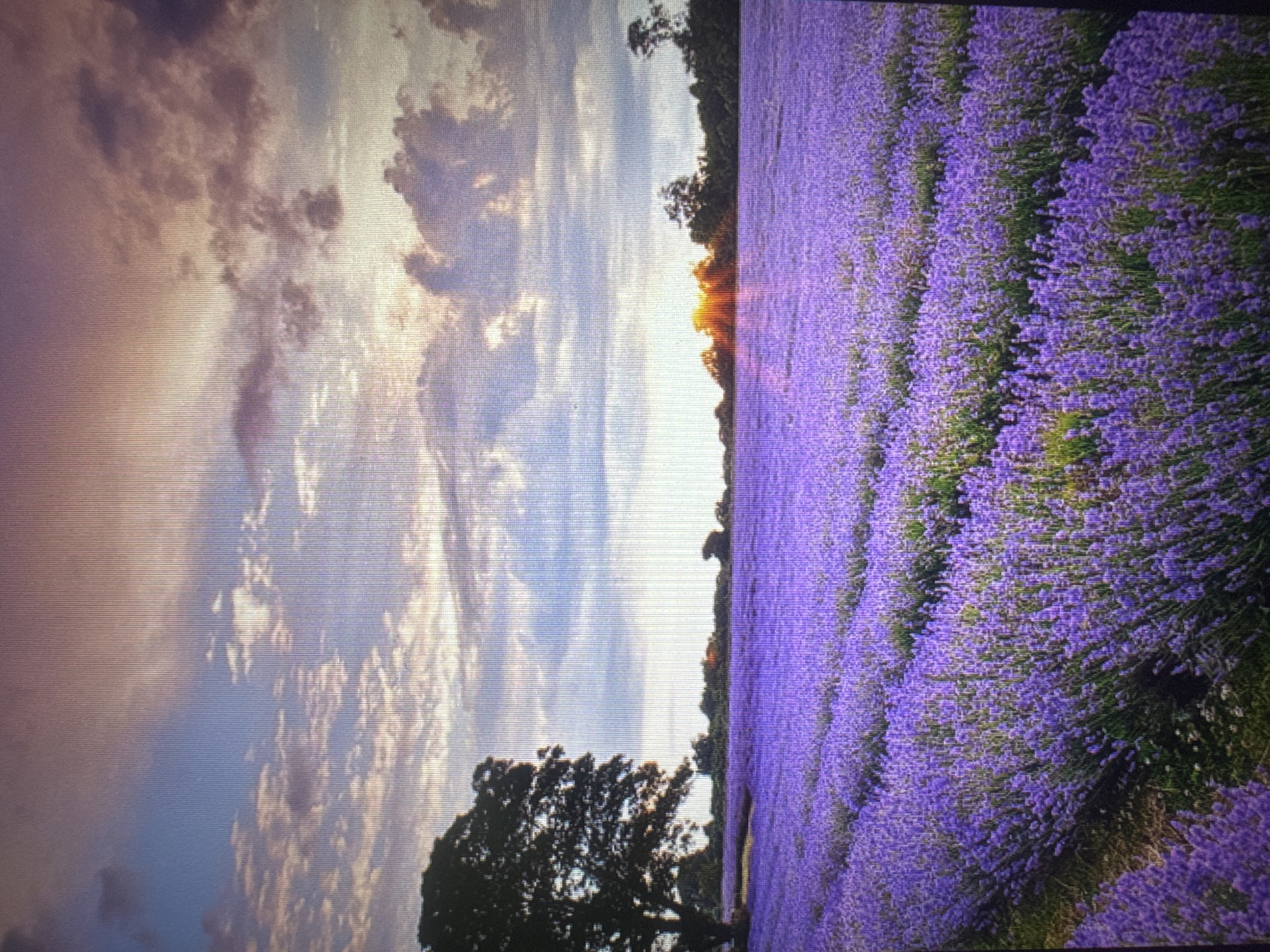 Lavender, balloons, and seed fields across Kazakhstan's open landscape