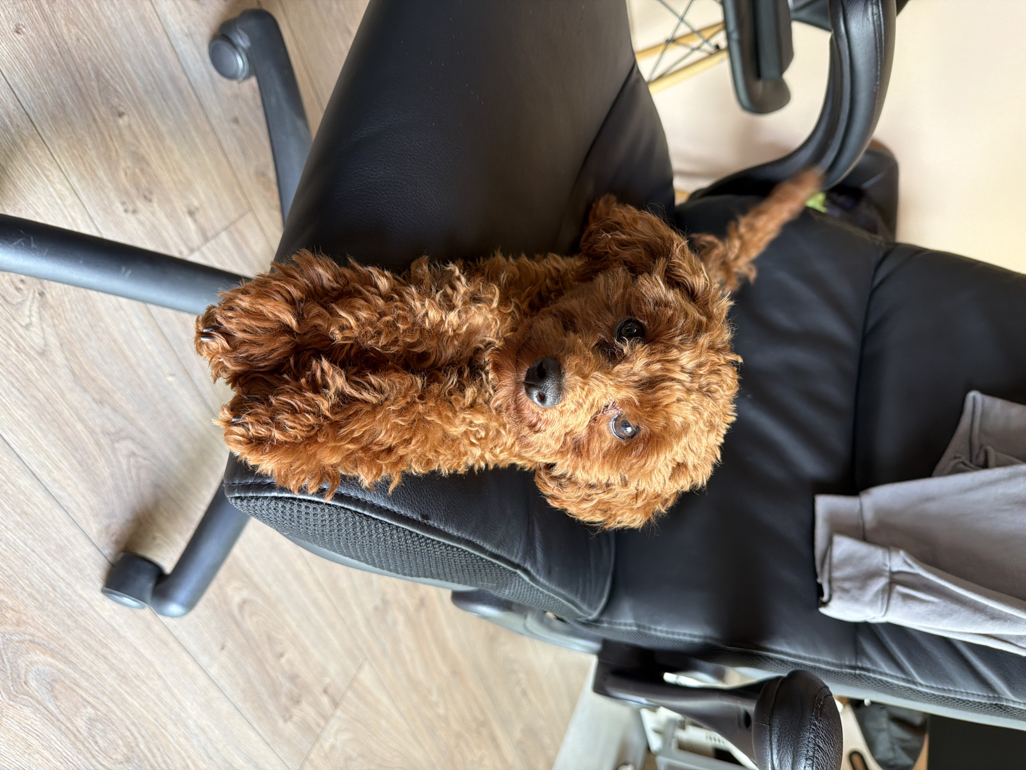 Woman and toy poodle share quiet afternoon moments in Sofia