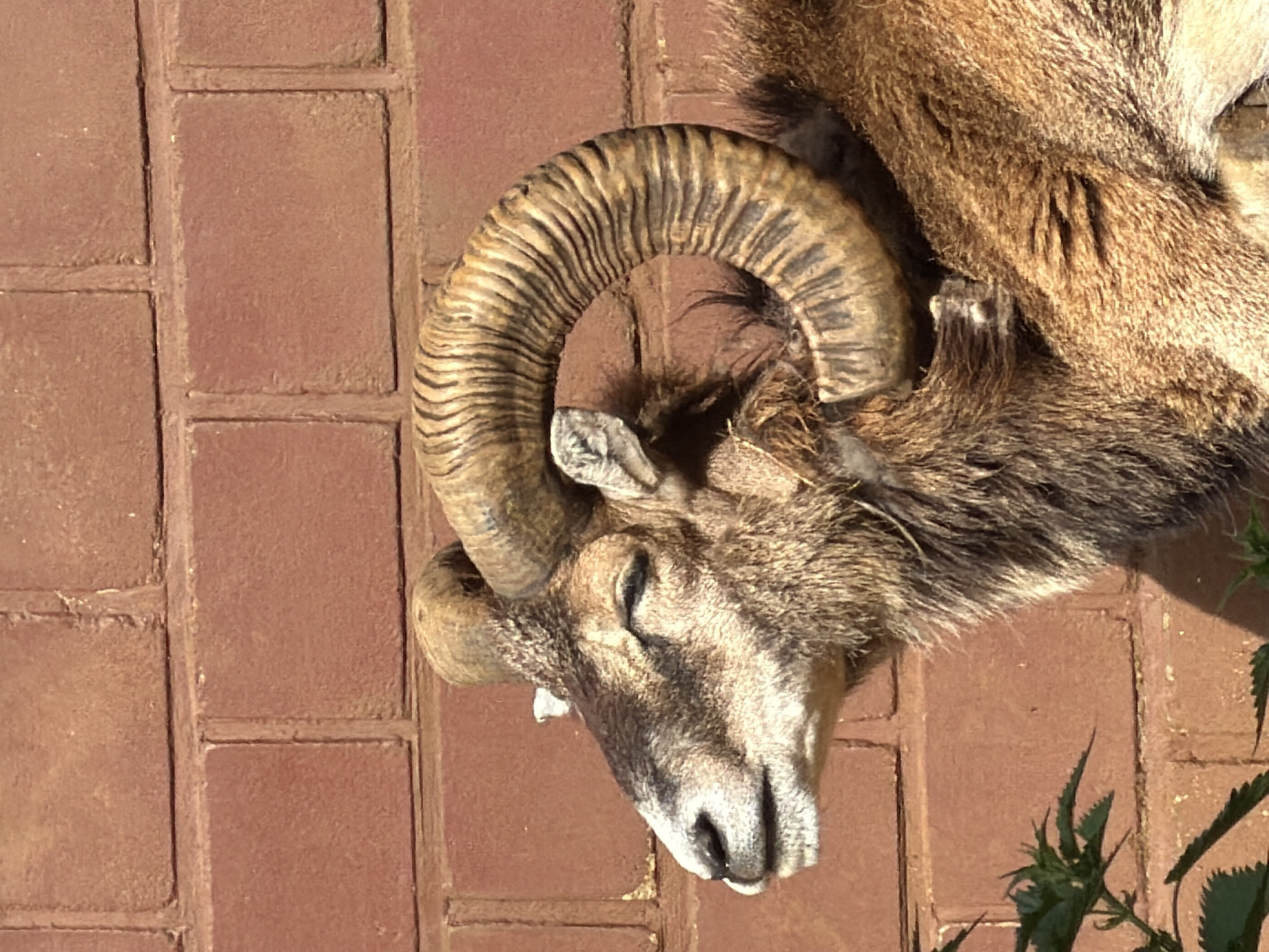 Taxidermied ram head spotted on brick wall in Luxembourg