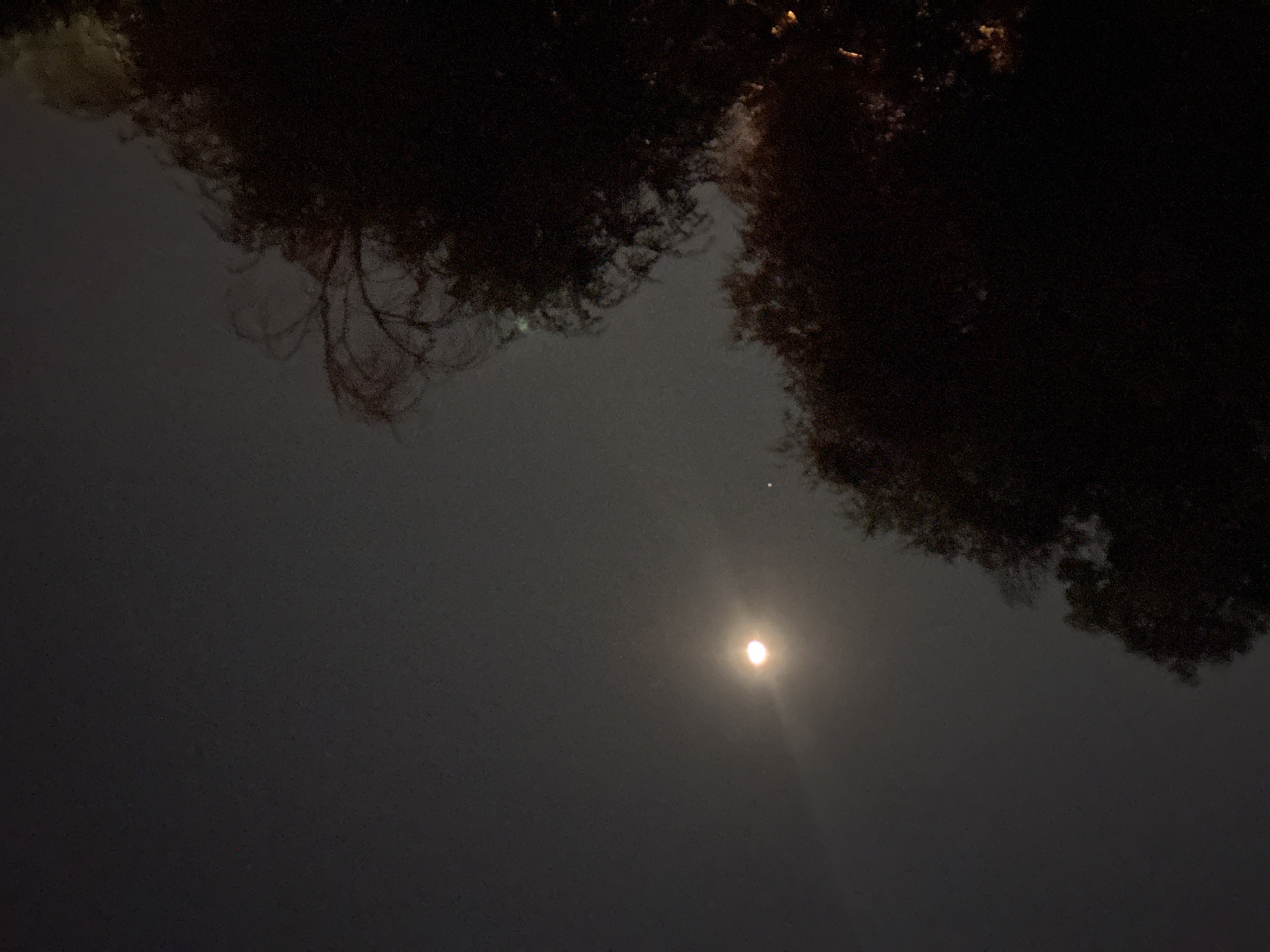 Full moon rising over trees and city rooftops