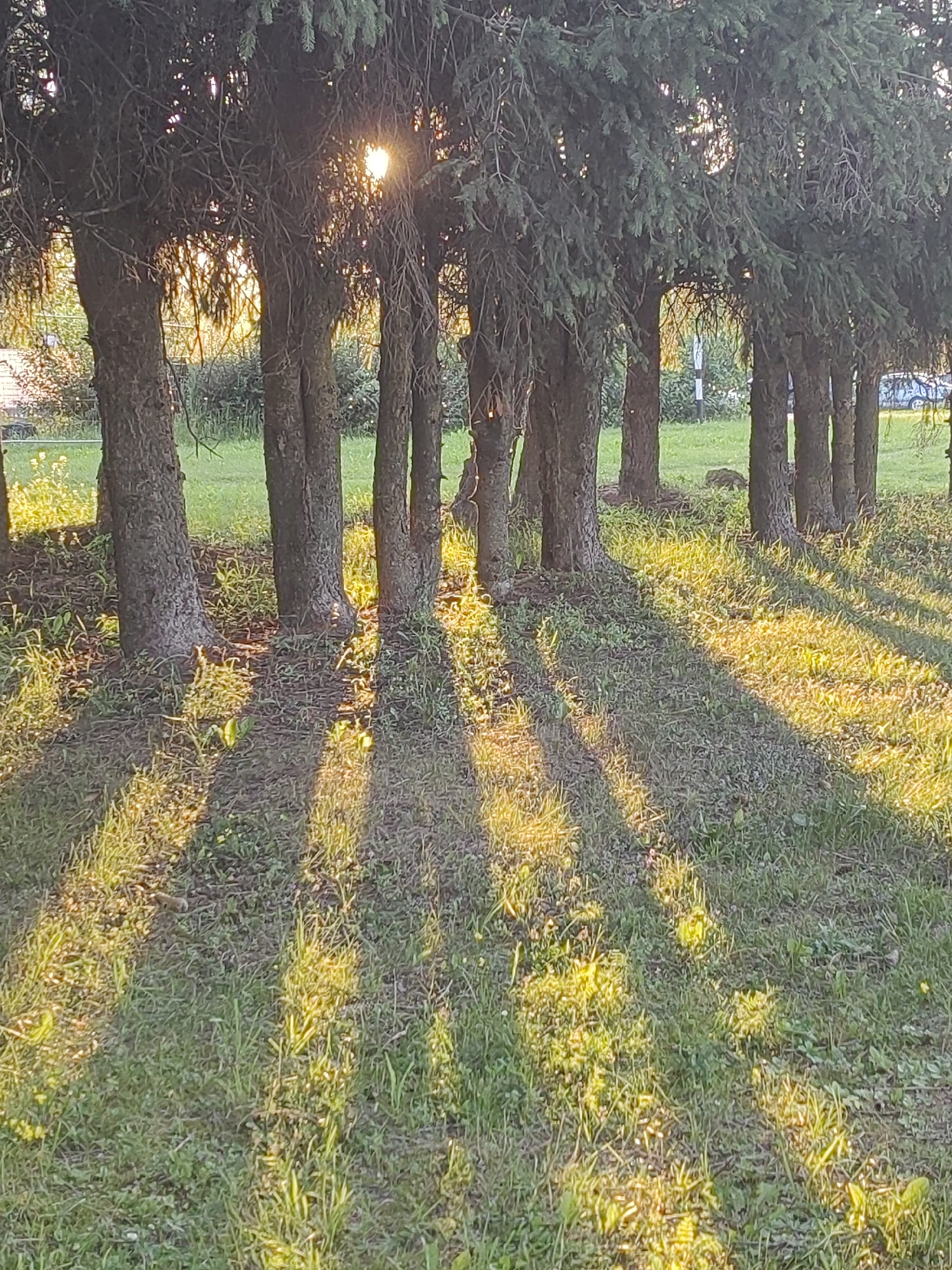Evergreen-lined park path glowing in late afternoon light