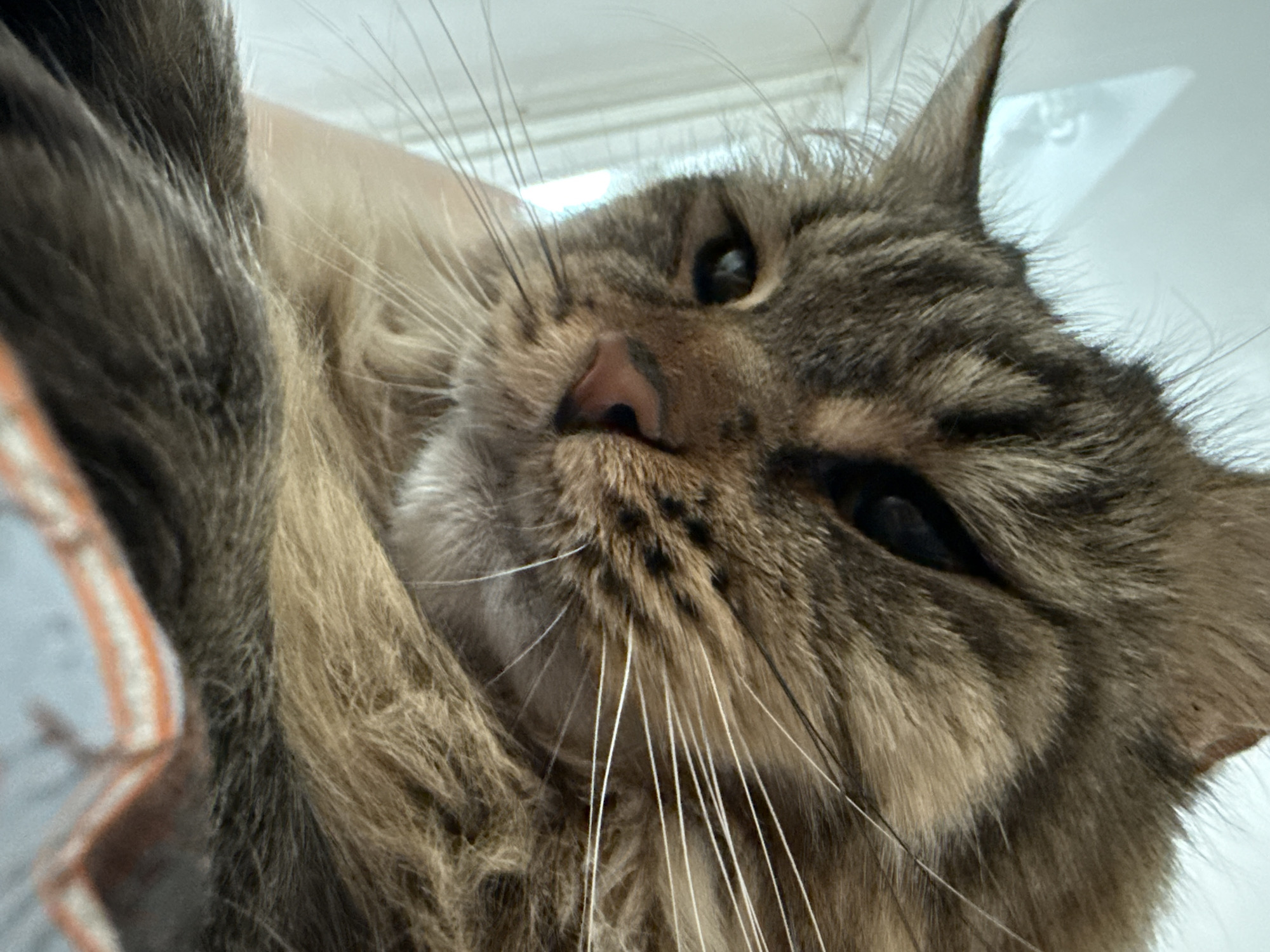Relaxed striped cat photographed in close-up in Izhevsk