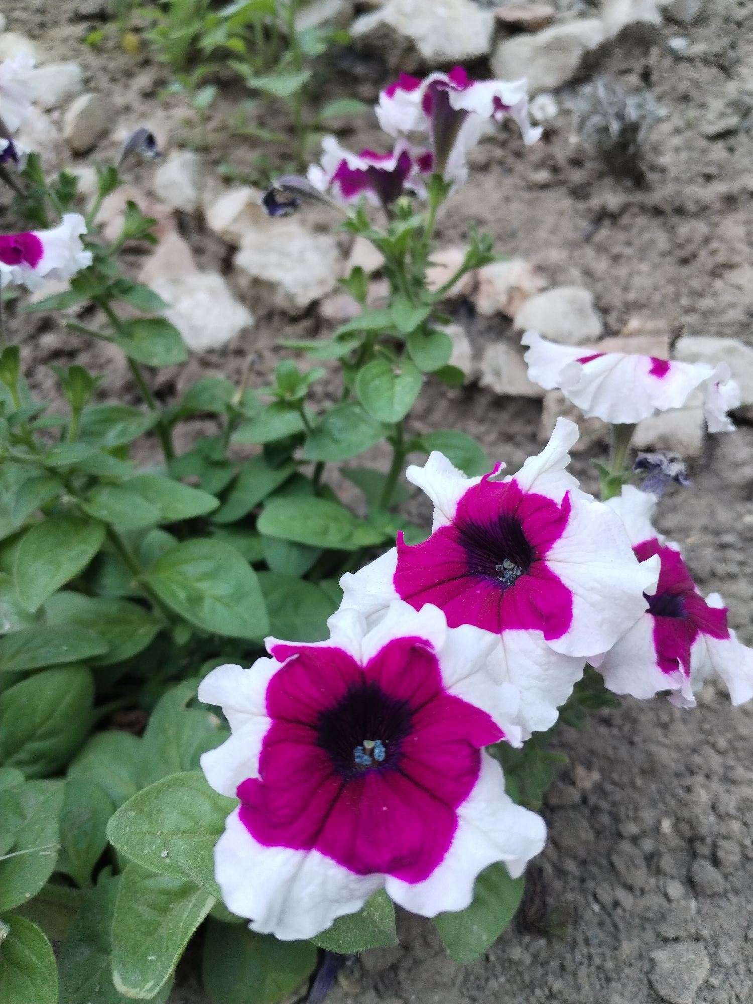 Afternoon stroll through a park, flowers and greenery up close