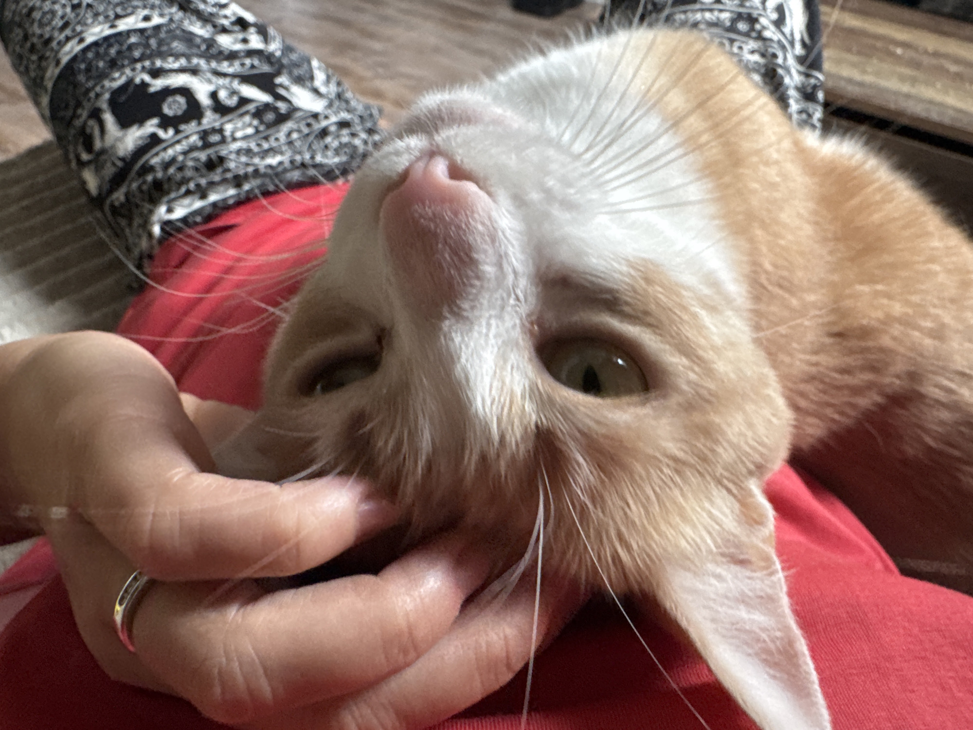 Lazy afternoon with an orange cat in Wattrelos