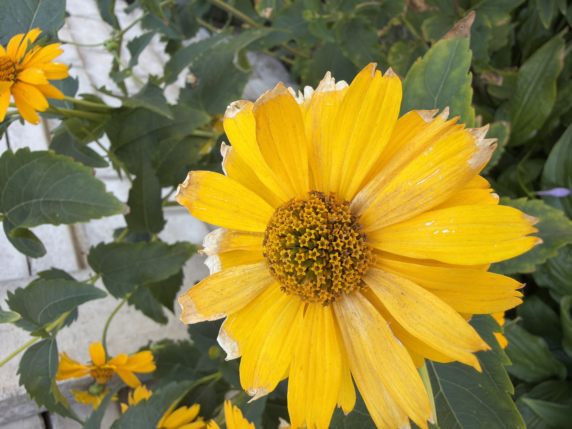 Sunny morning walk with flowers, street scenes, and selfies