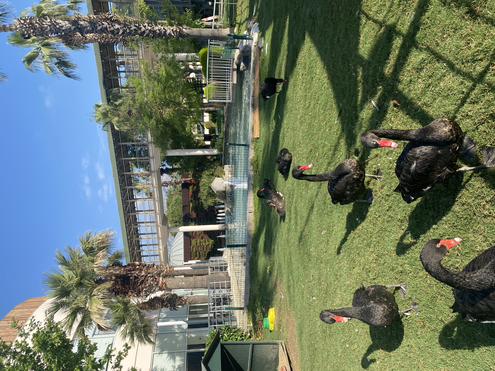 Black swans spotted in Kemer park on sunny morning