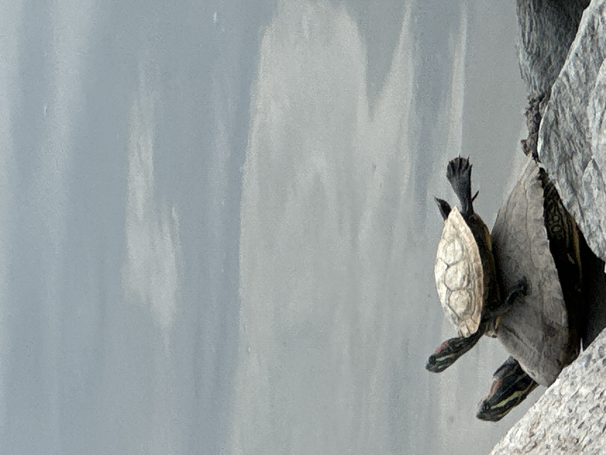 Morning life captured across Krasnodar: wildlife, streets, homes