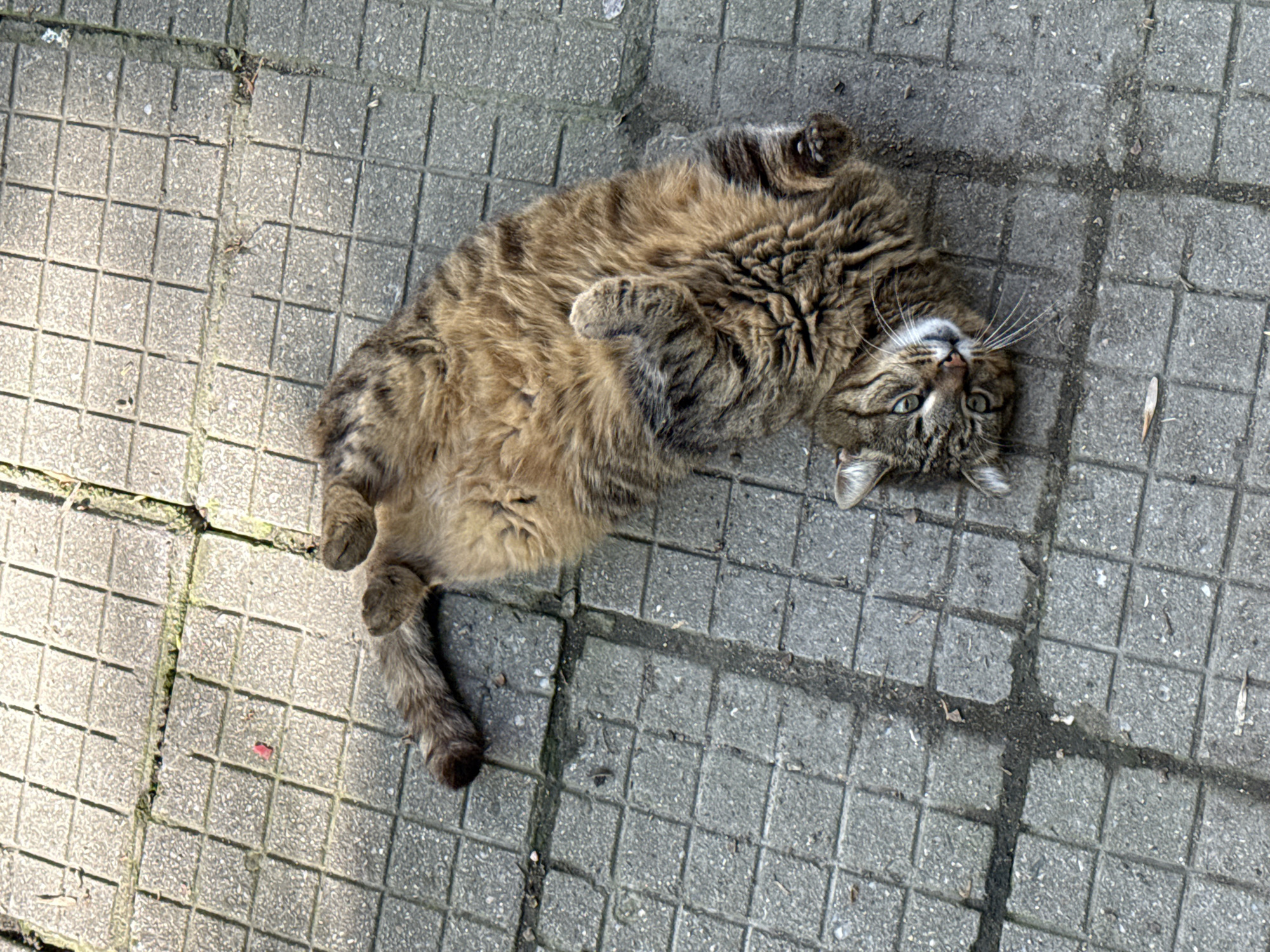 Cats rest on sunny street in Plovdiv, Bulgaria