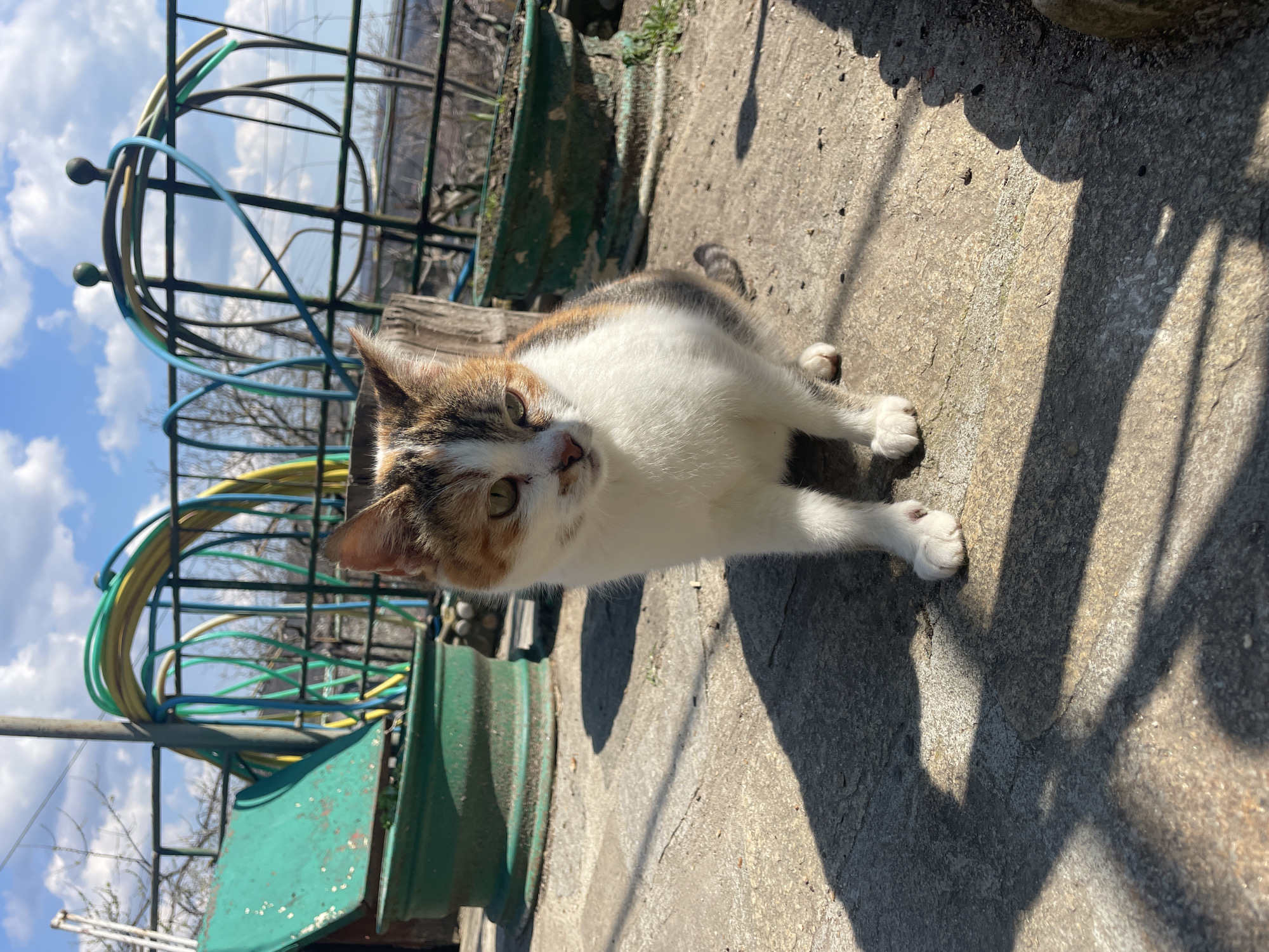 Woman photographed in car, cat spotted near playground in Dobrogled