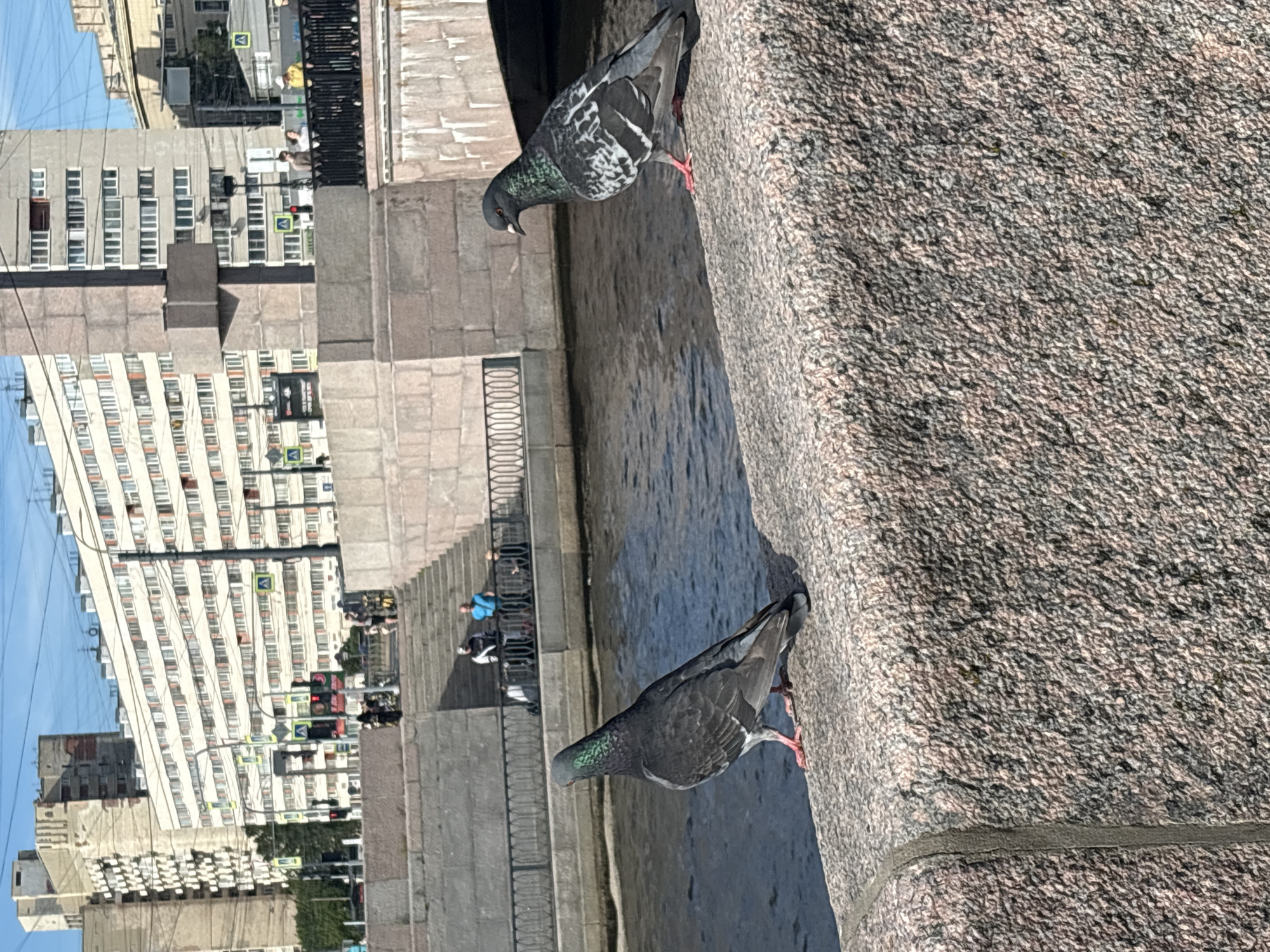 Riverside afternoon in St. Petersburg: pigeons, pets, and quiet scenes