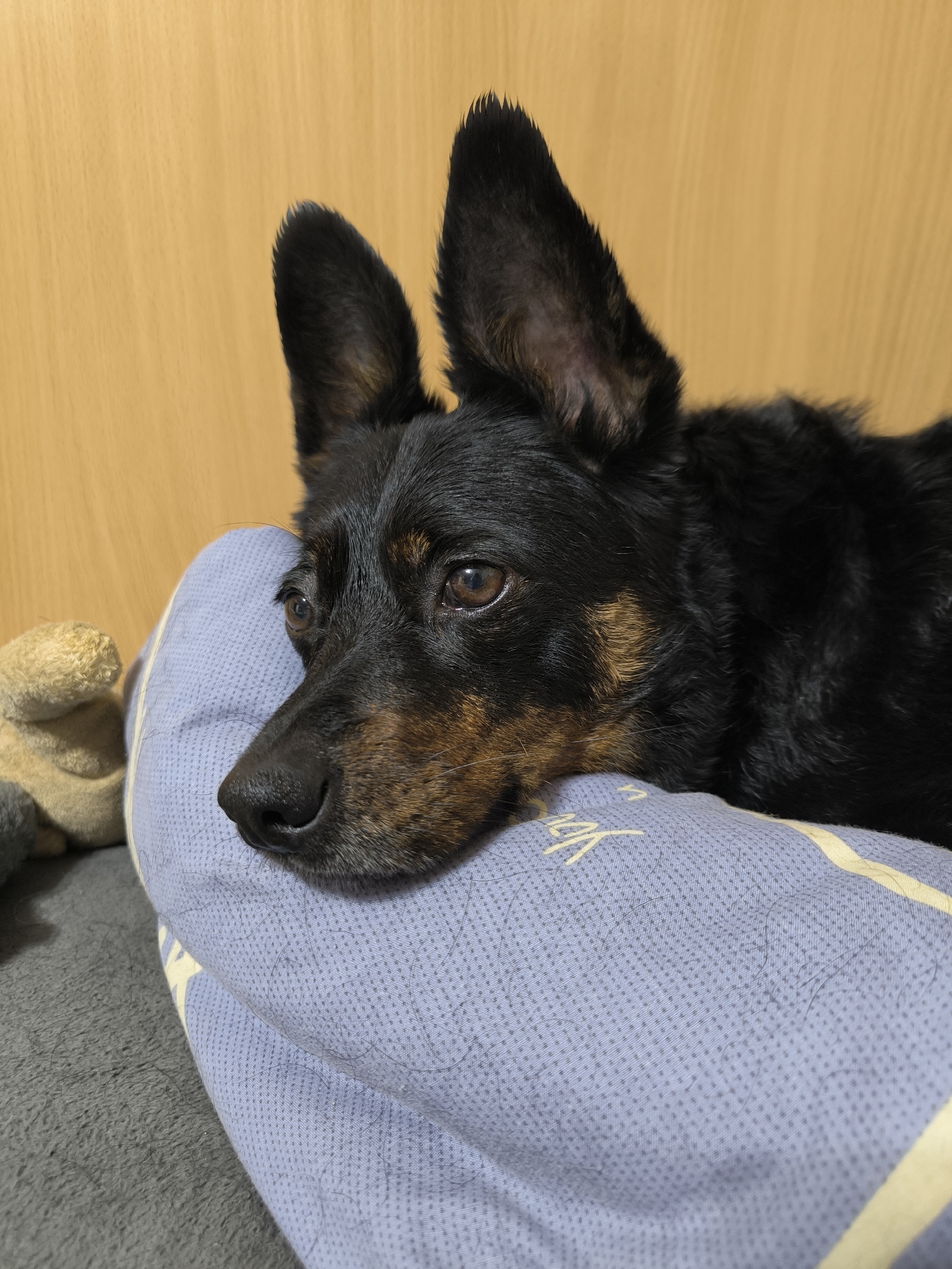 Dogs at home in Mykolaiv on a summer evening