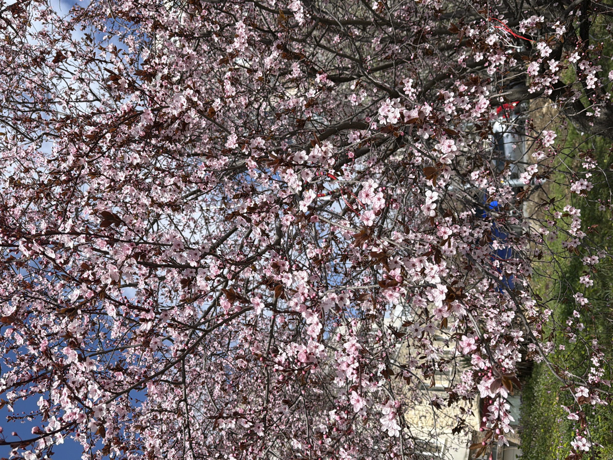 Spring blooms and portraits captured in Varna, Bulgaria