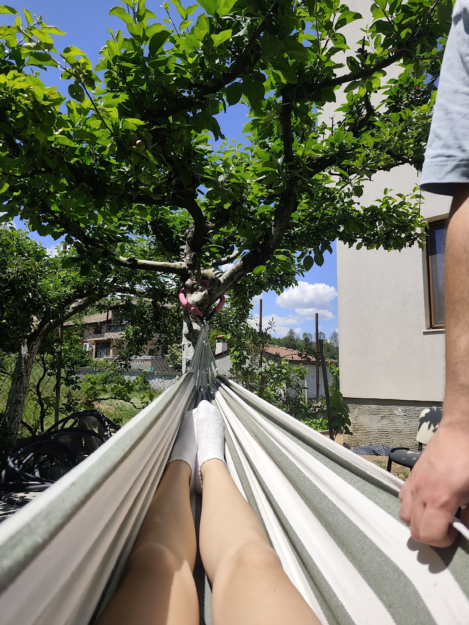 Person relaxes in hammock amid garden with apple trees