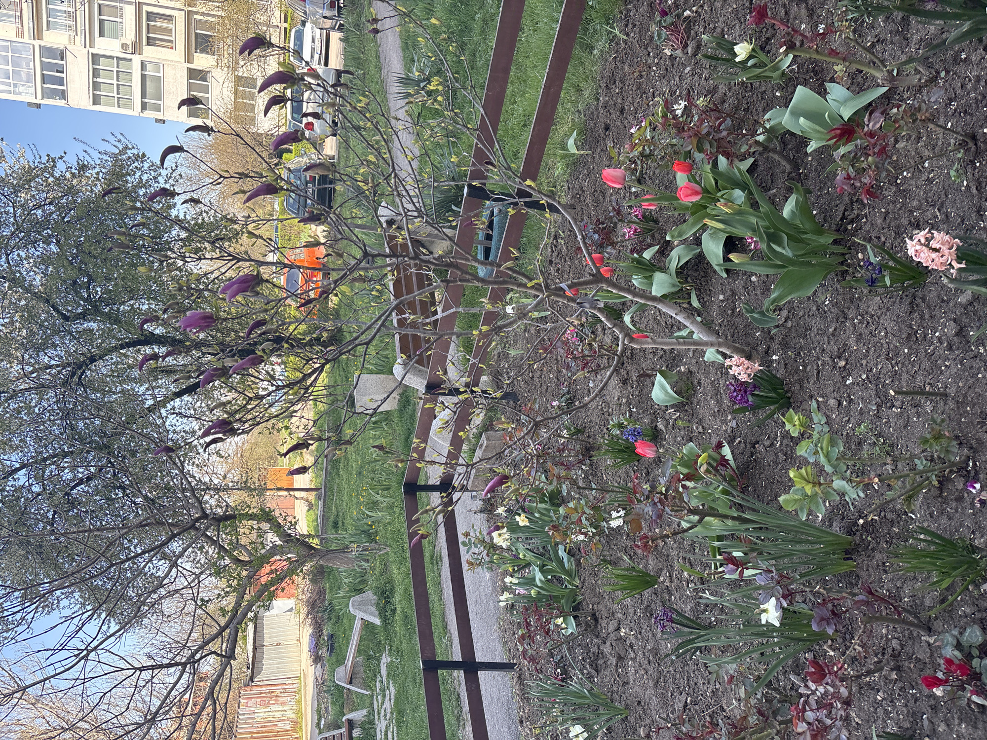Spring flowers bloom across Sofia as witness documents magnolia trees