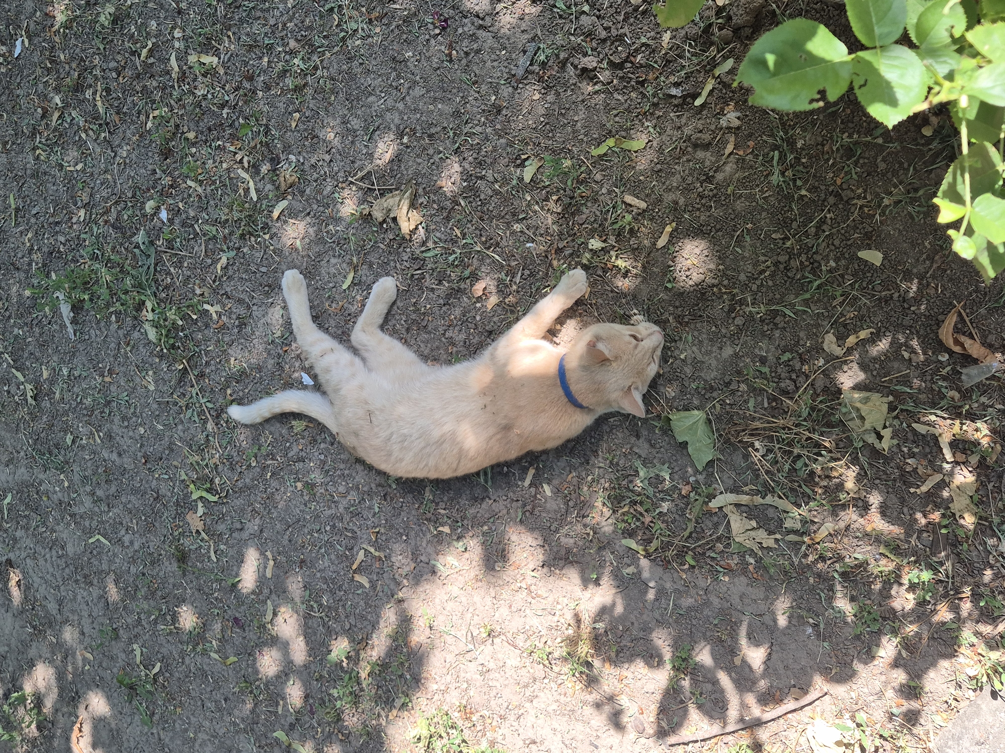 Summer morning life in a small Ukrainian village
