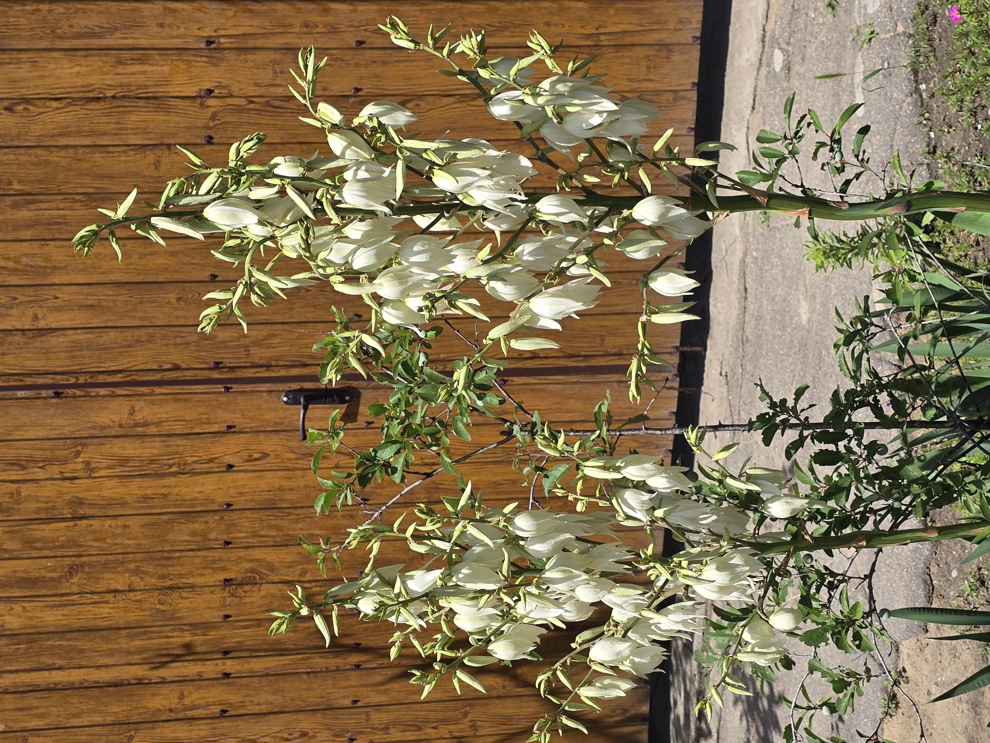 Unripe plums and backyard gates in Nova Kakhovka