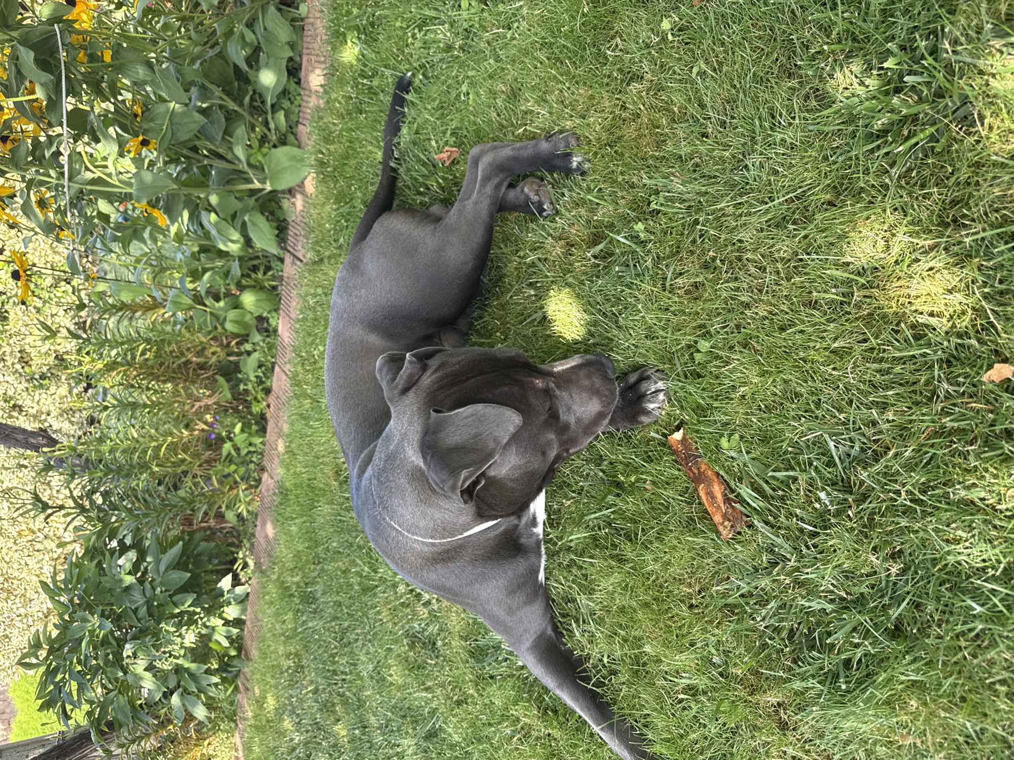 Gray pit bull's lazy summer morning in a Tvarditsa garden