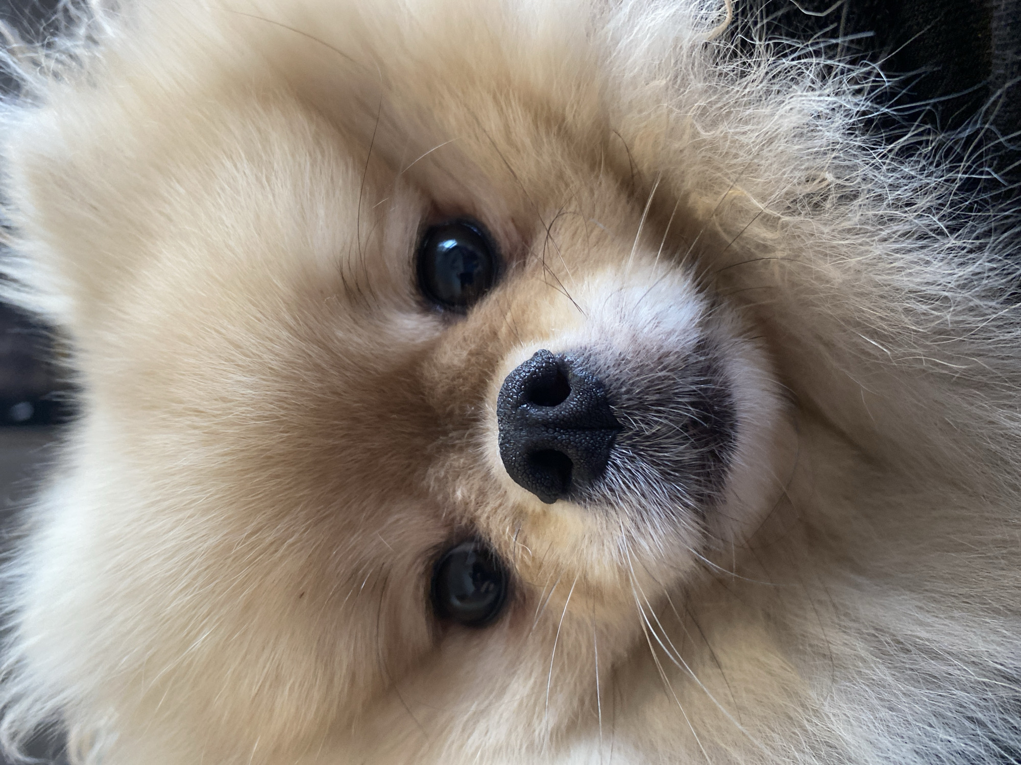 Close-up portraits of a Pomeranian and budgerigar at home